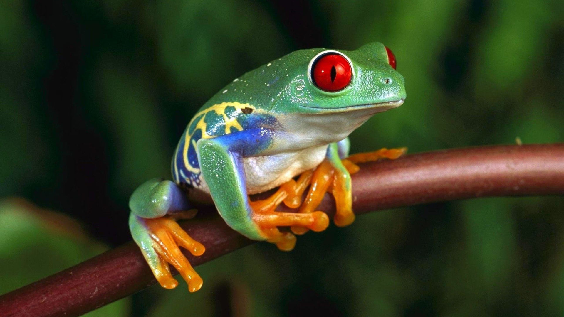 Green Frog Wallpapers