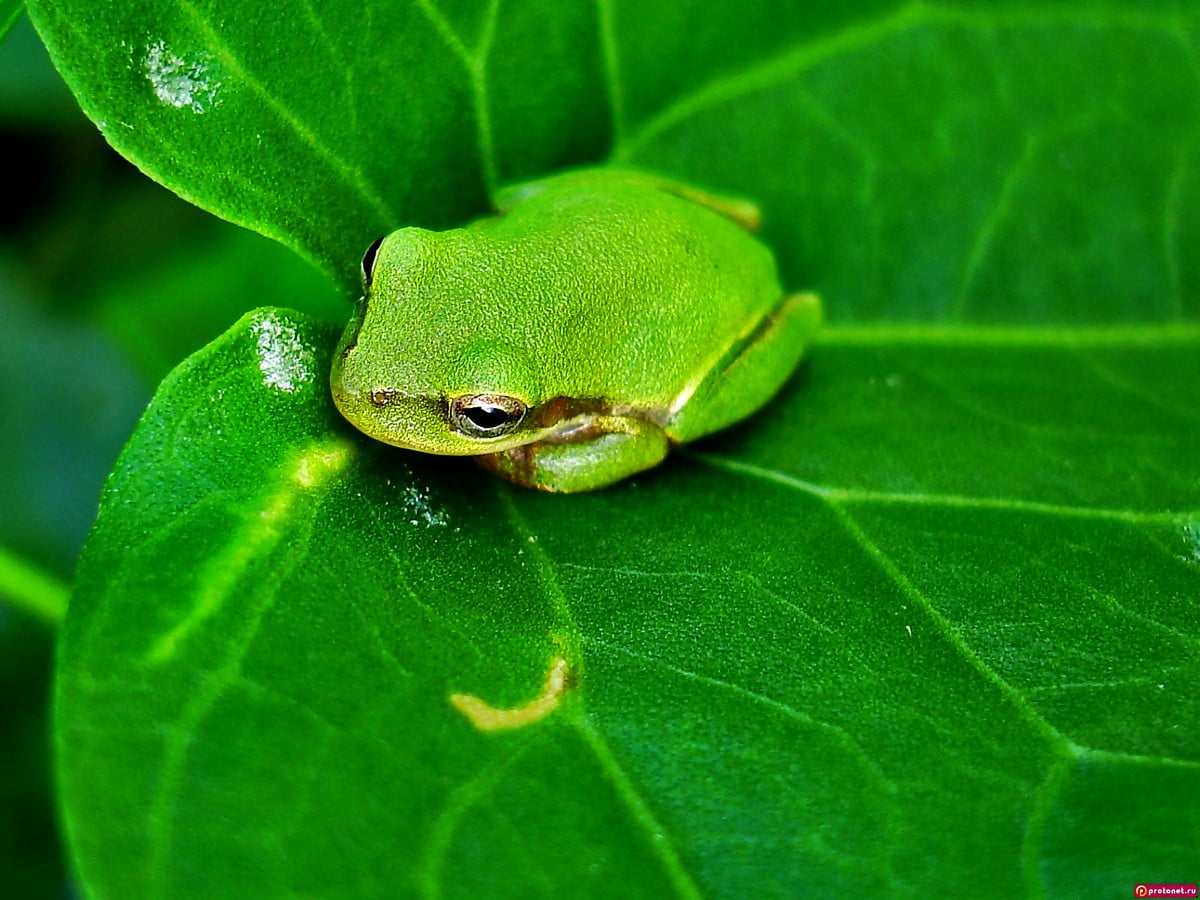 Green Frog Wallpapers