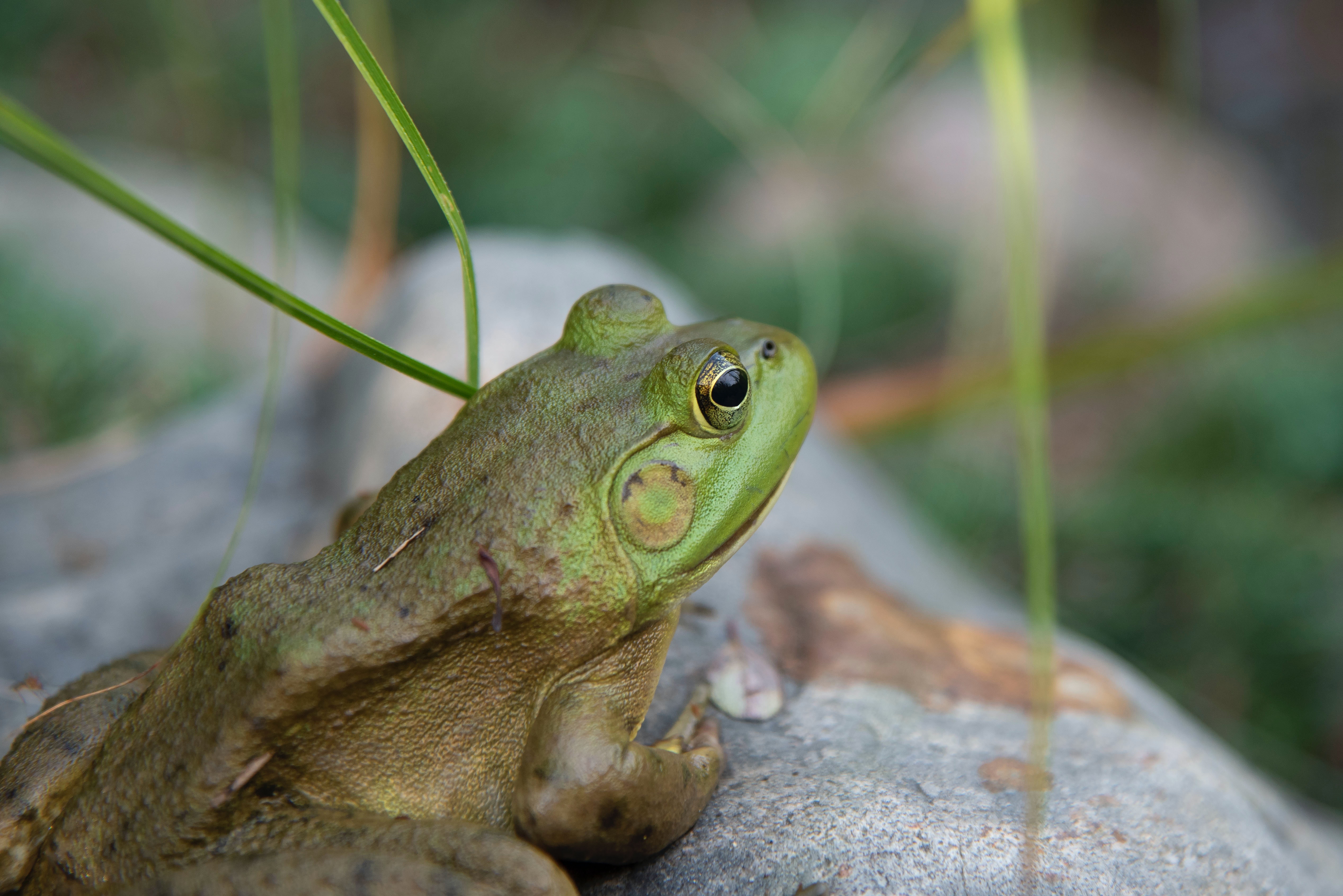 Green Frog Wallpapers