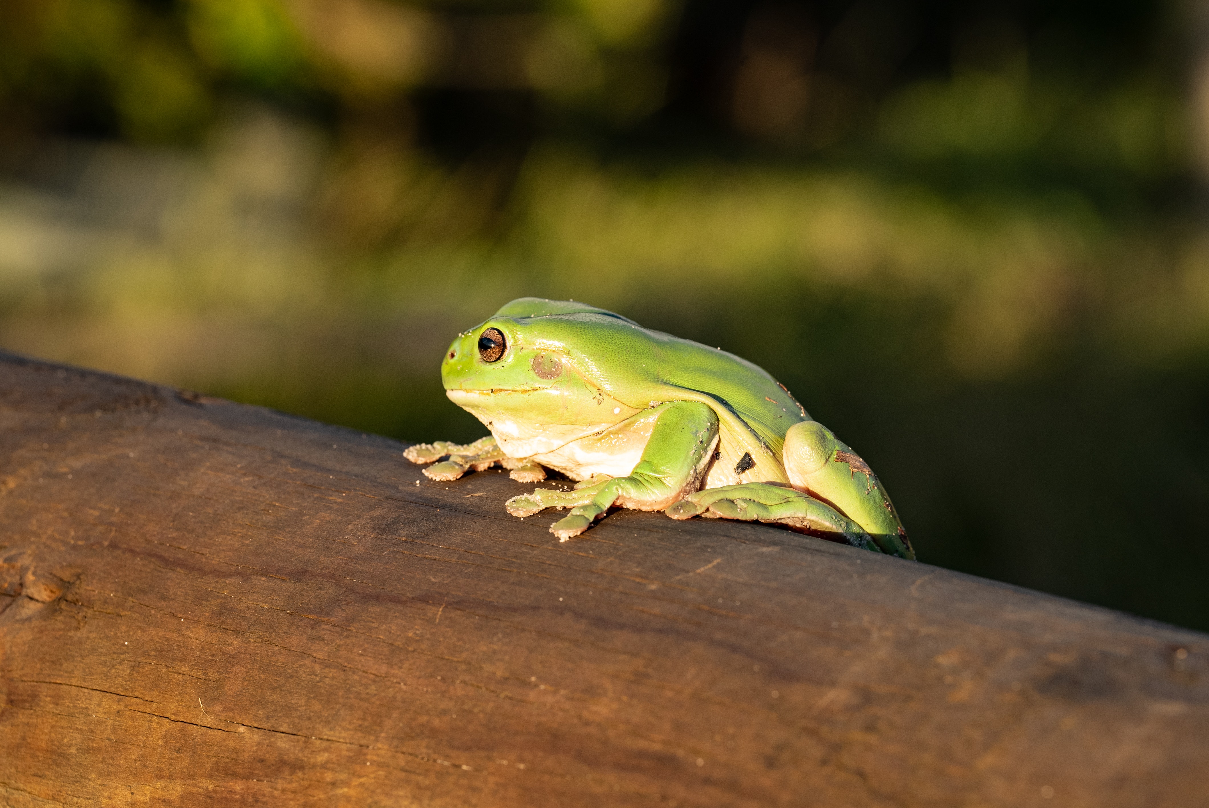 Green Frog Wallpapers