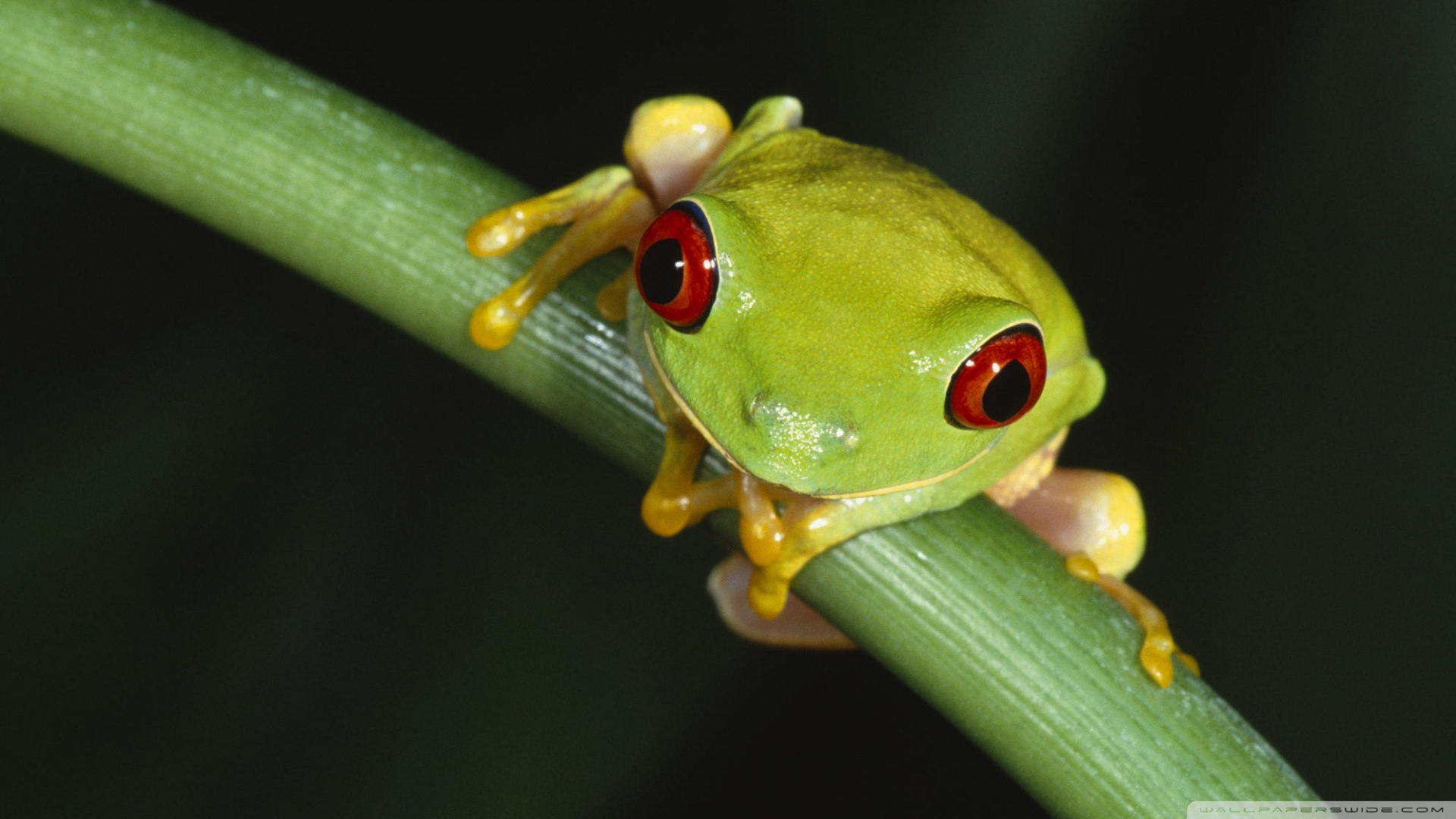 Green Frog Wallpapers