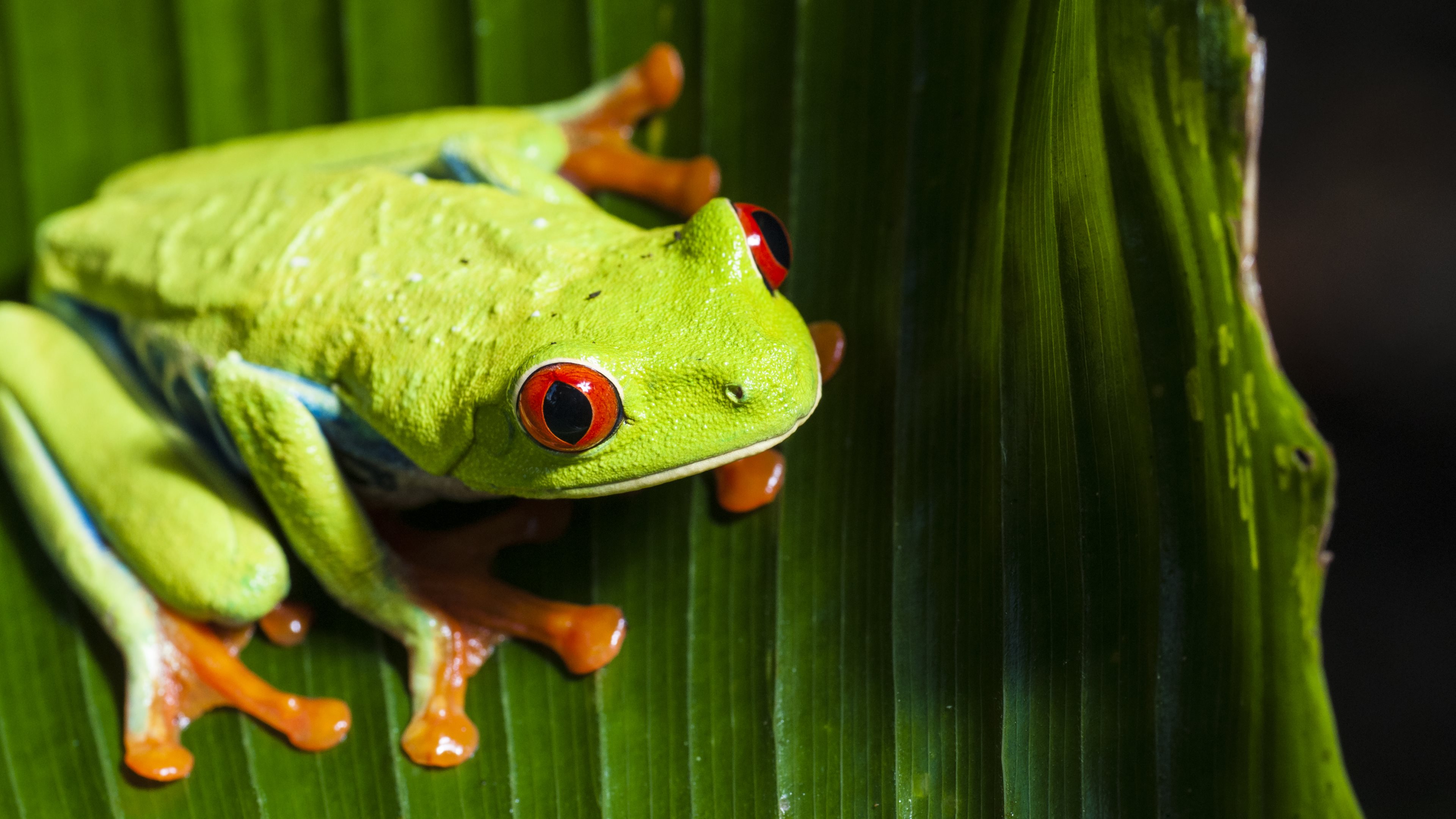 Green Frog Wallpapers