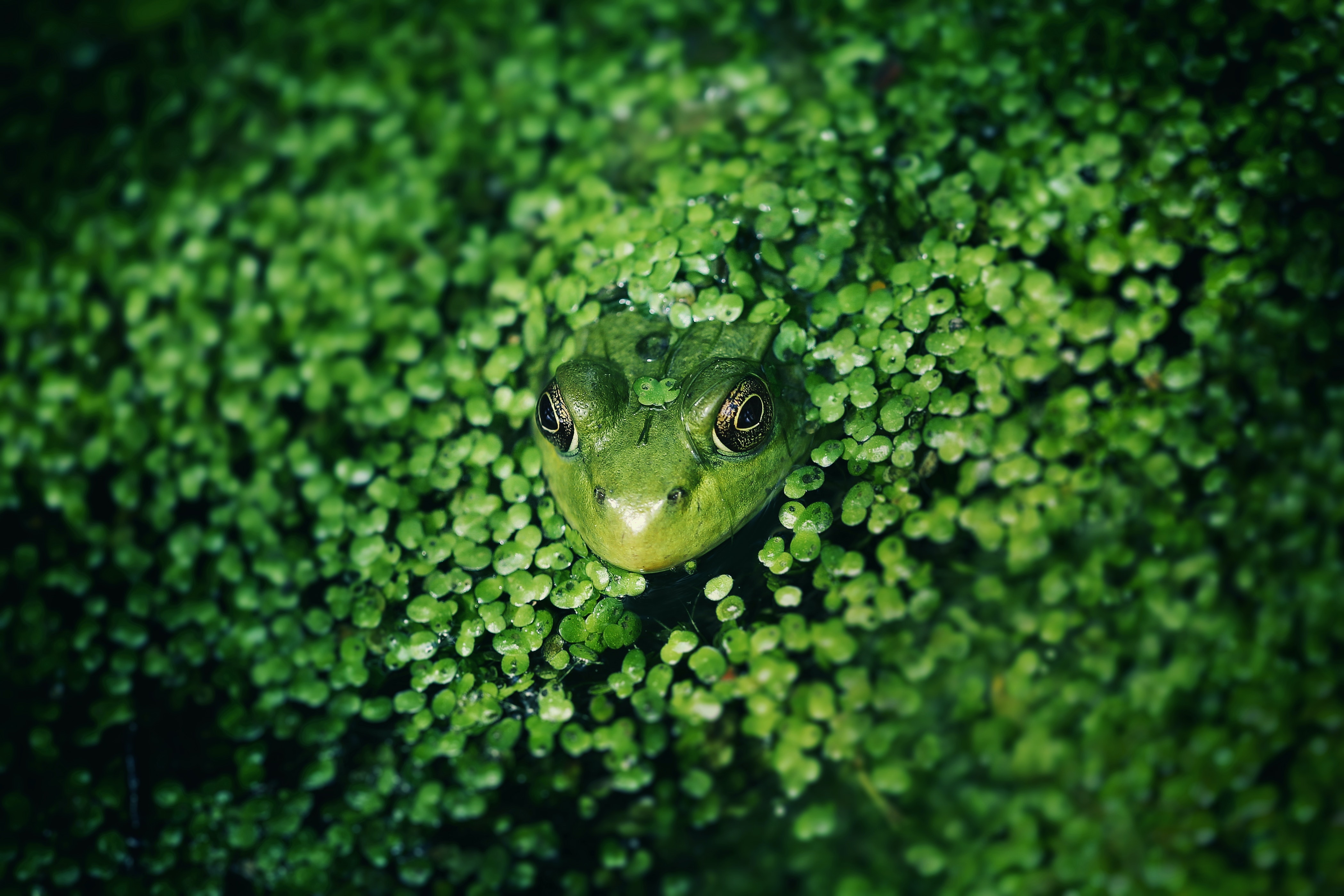 Green Frog Wallpapers