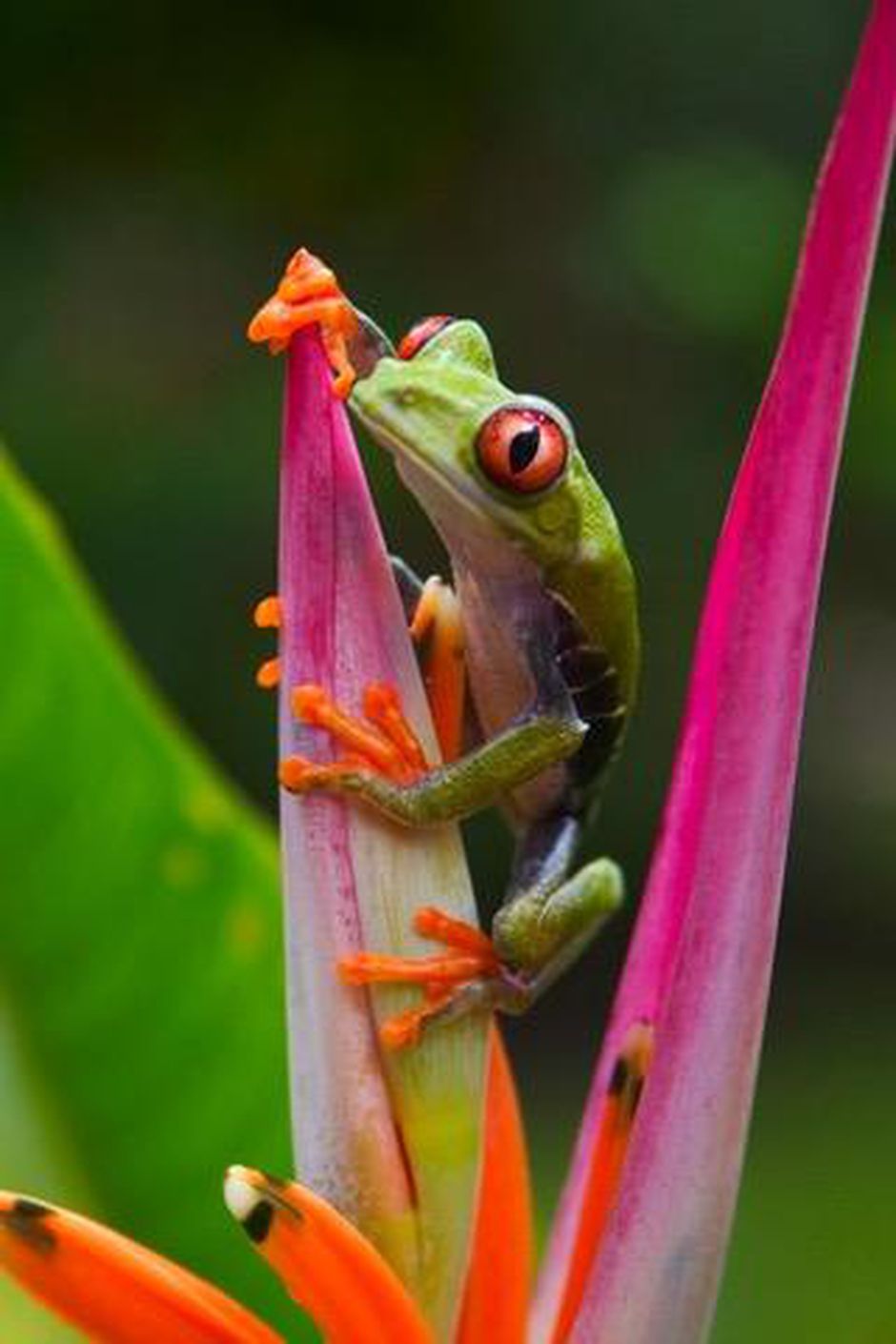 Green Frog Wallpapers