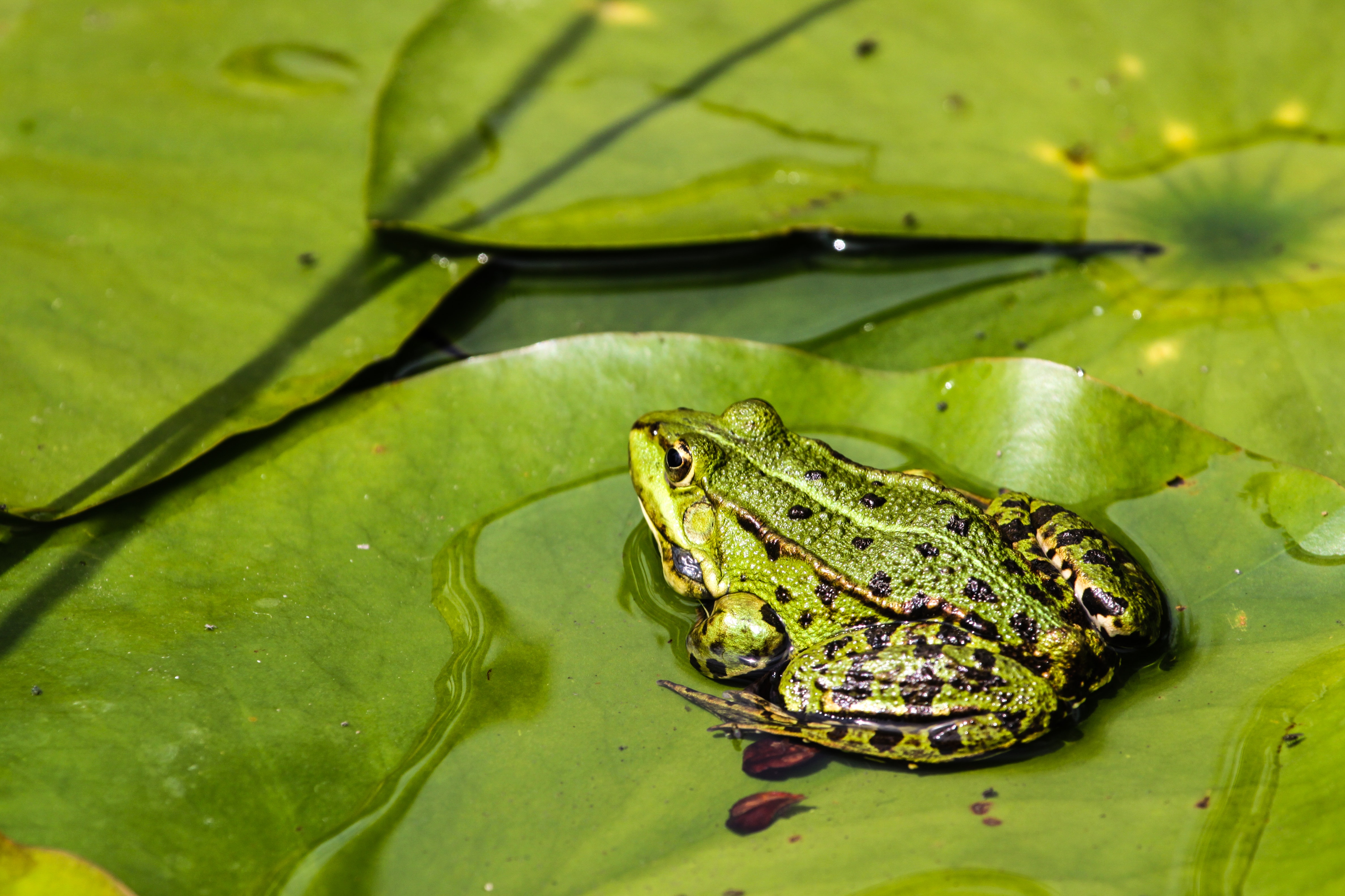 Green Frog Wallpapers