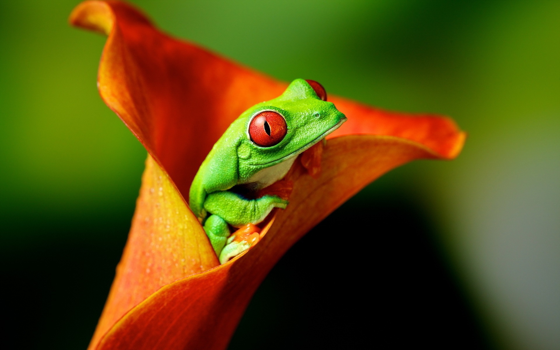 Green Frog Wallpapers