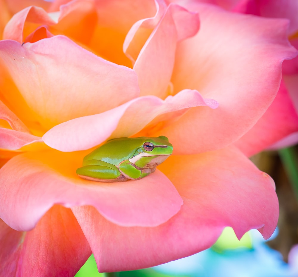 Green Frog Wallpapers