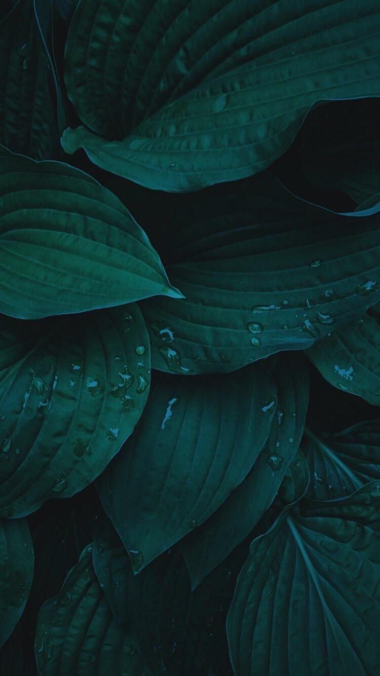 Green Iphone 11 Wallpapers