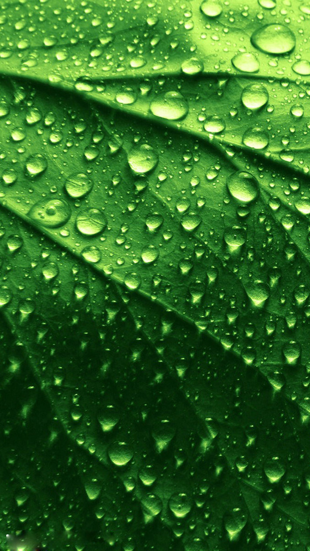 Green Iphone 6 Wallpapers