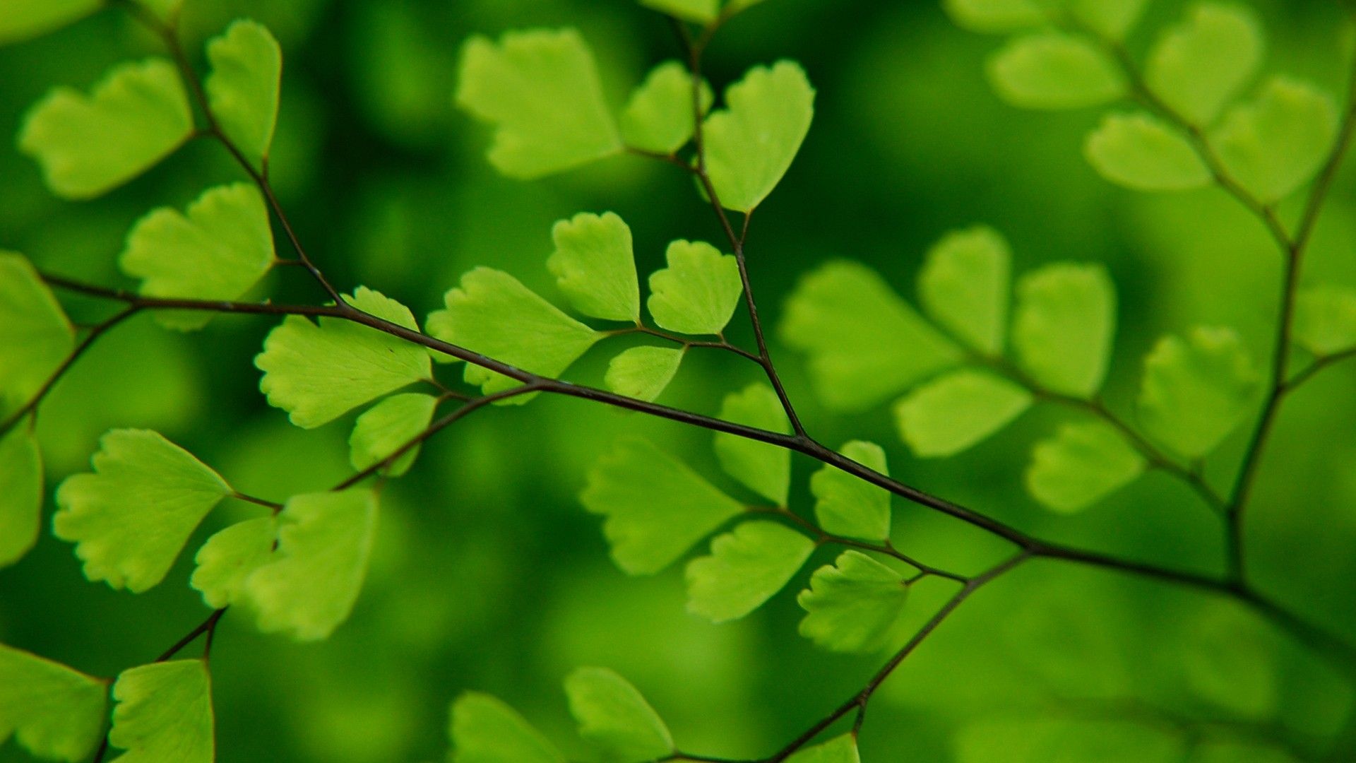 Green Leaf Hd Wallpapers