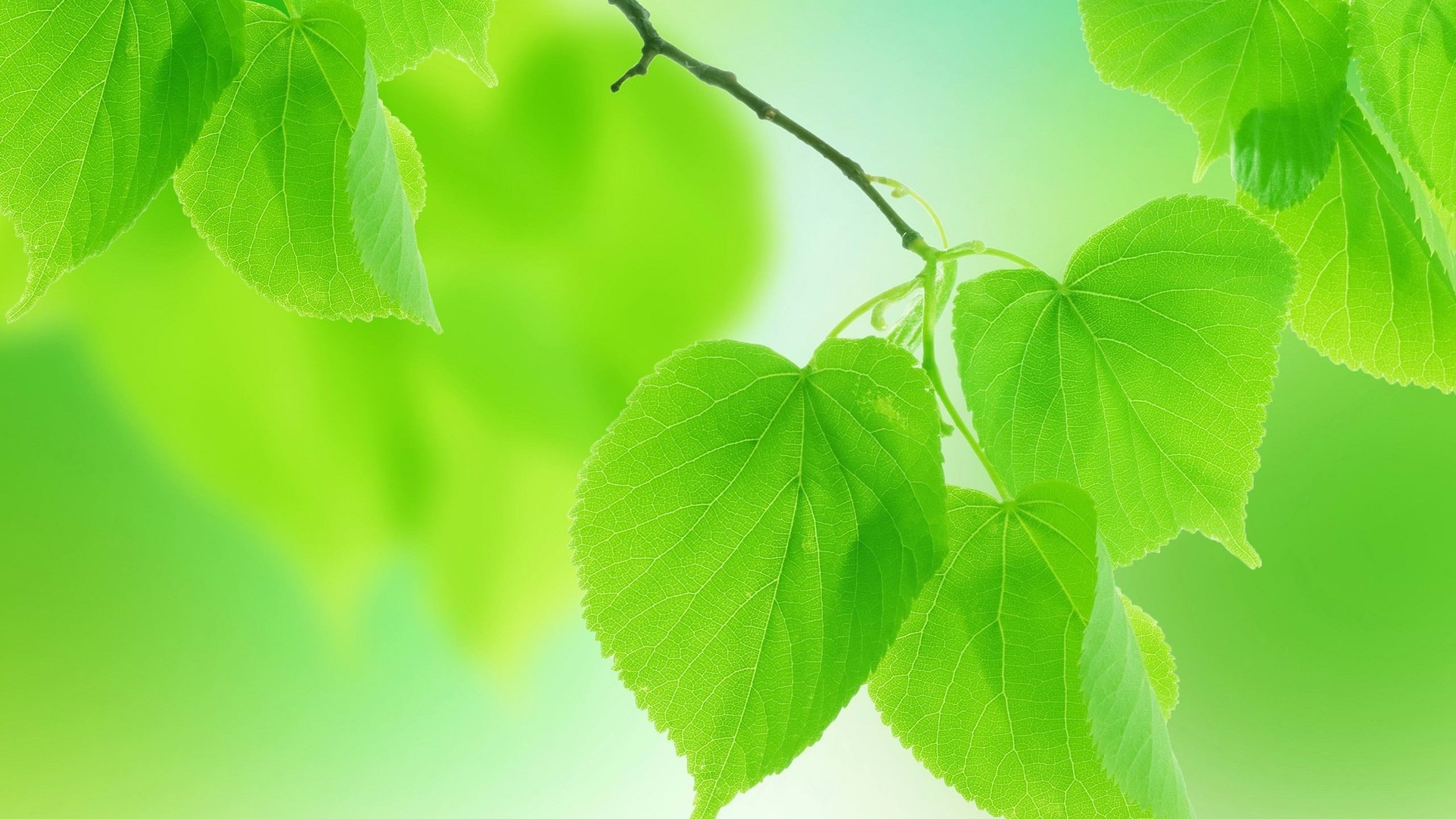 Green Leaf Hd Wallpapers