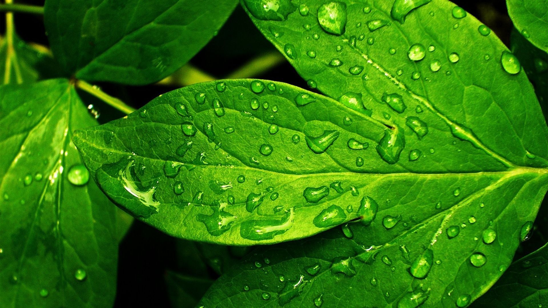 Green Leaf Hd Wallpapers