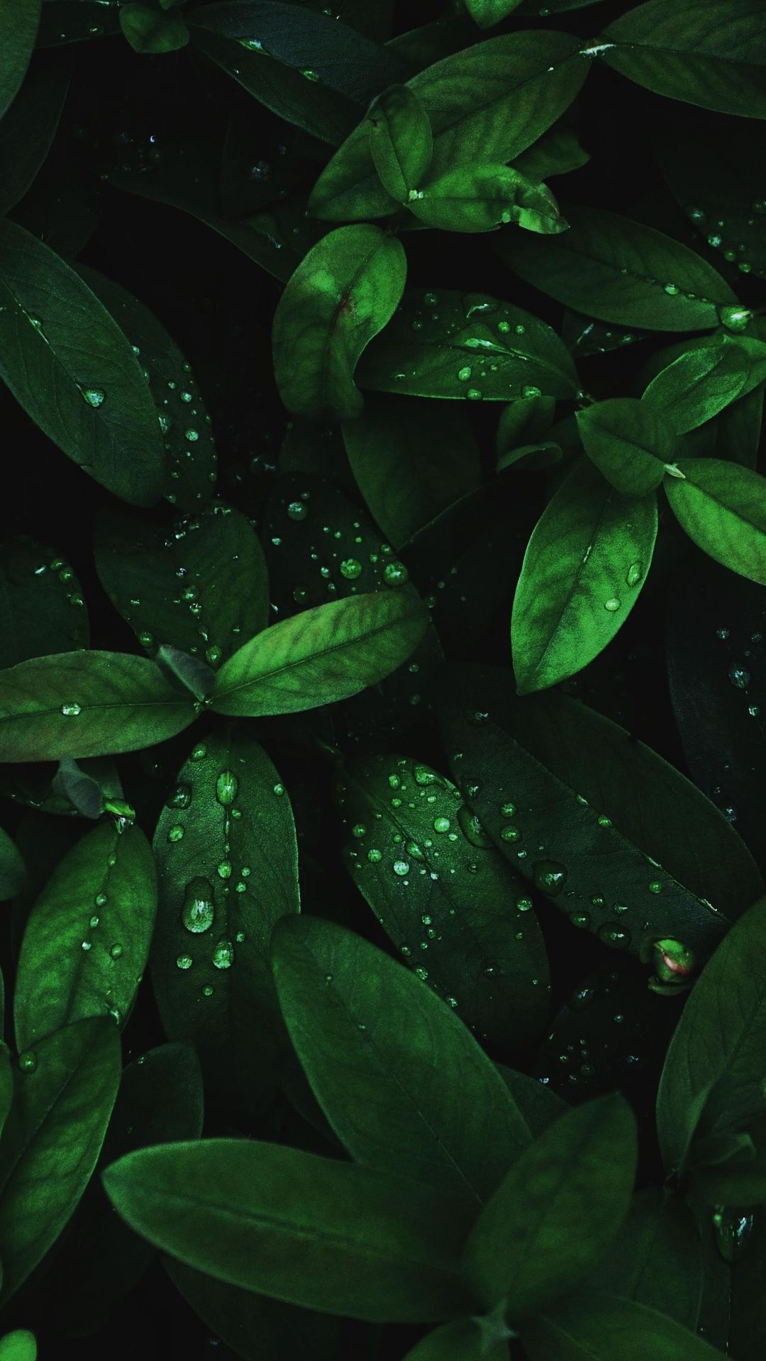 Green Leaf Hd Wallpapers