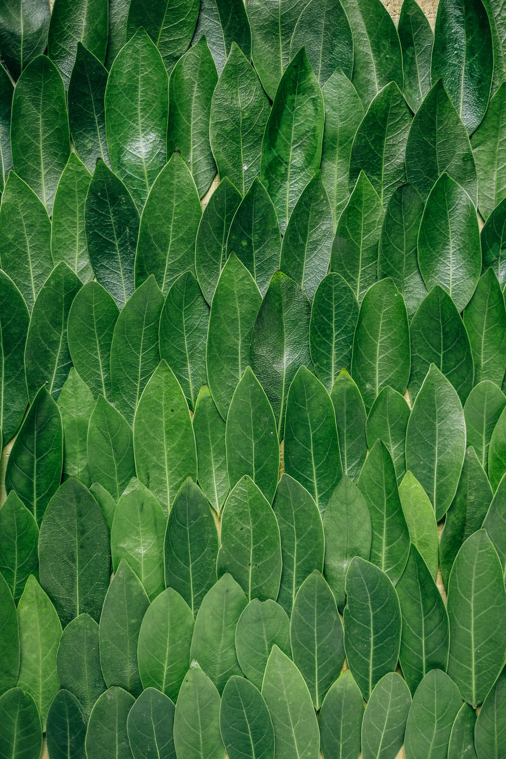 Green Pattern Wallpapers