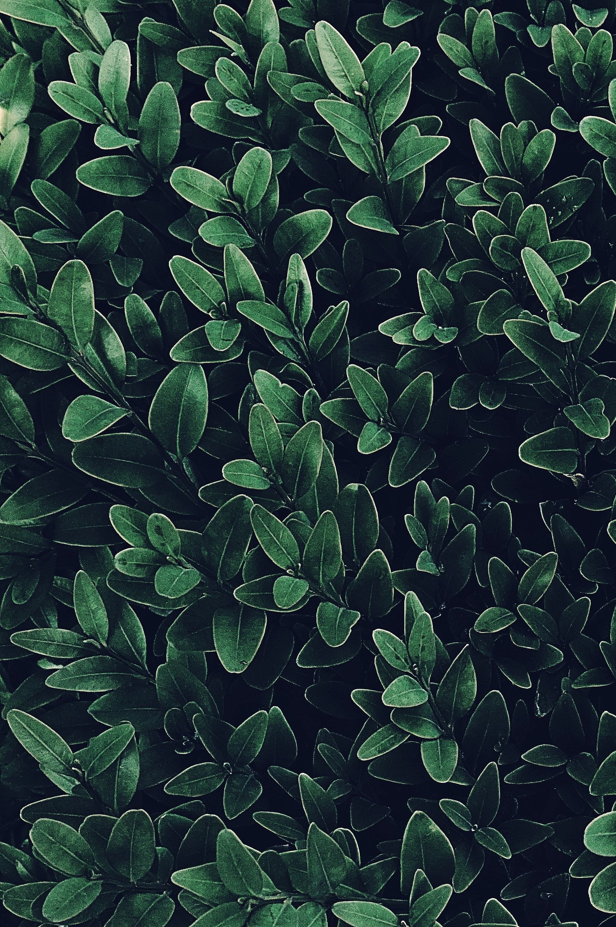 Green Plant Wallpapers