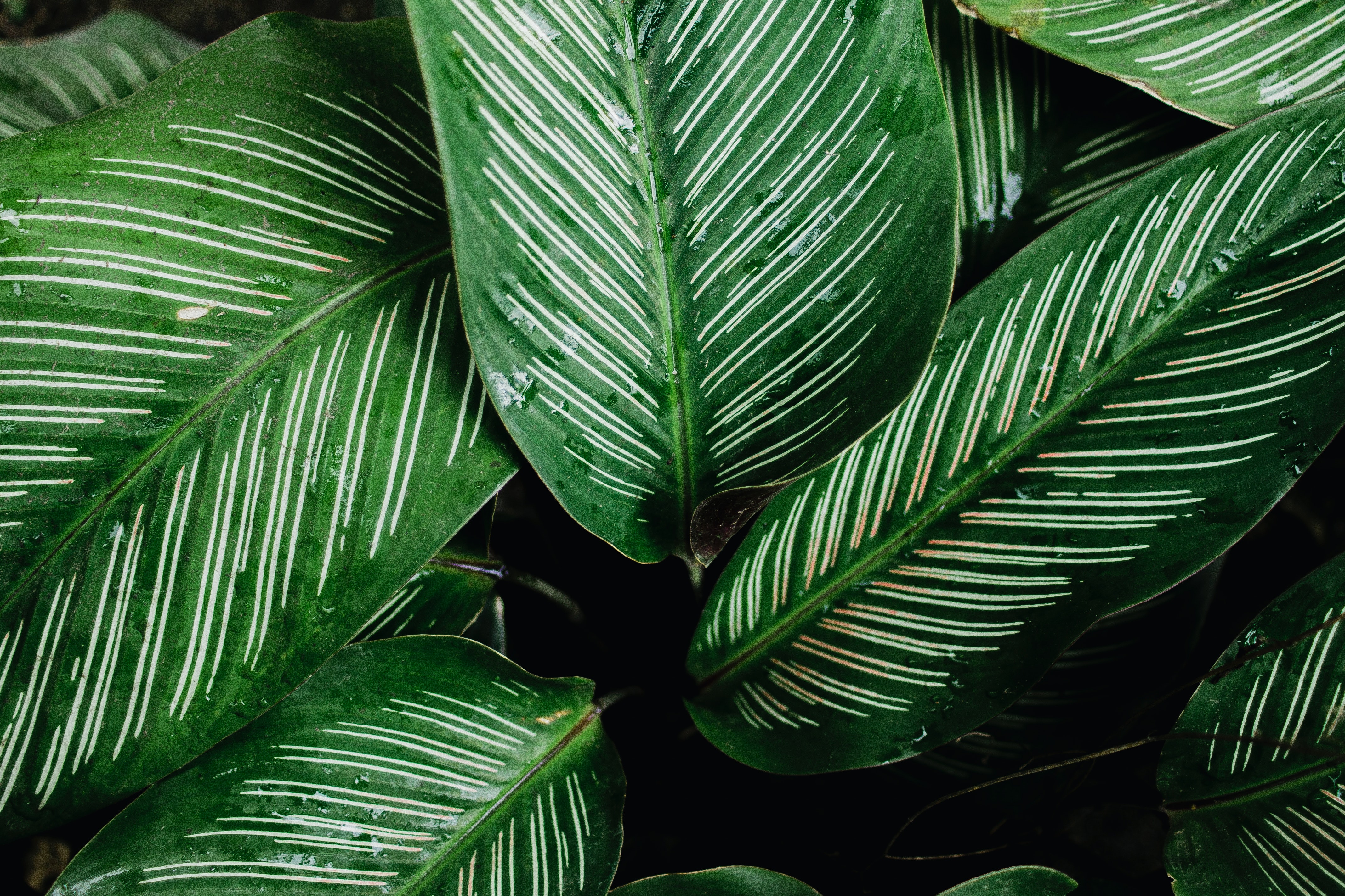 Green Plant Wallpapers