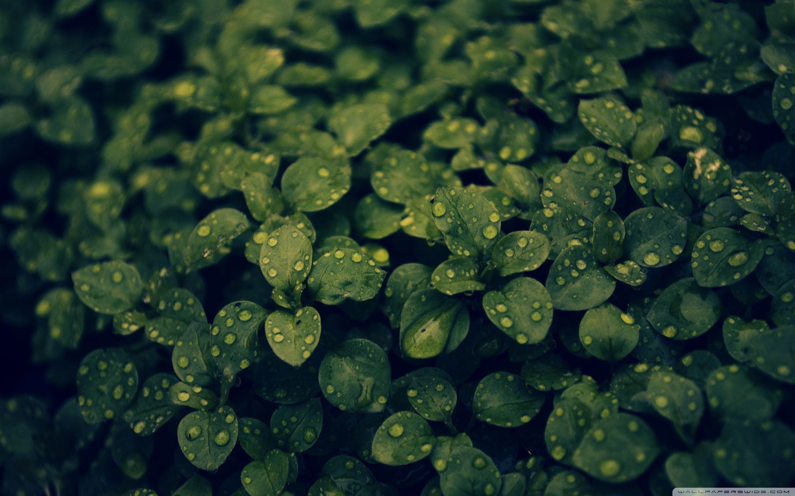 Green Plant Wallpapers