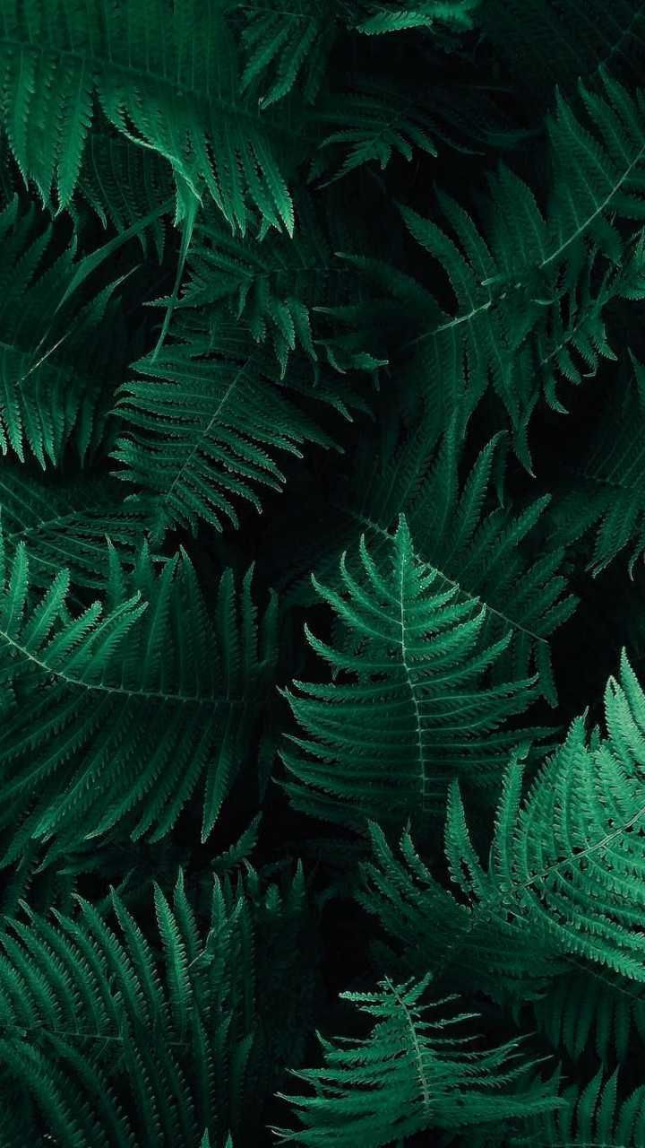 Green Plant Wallpapers