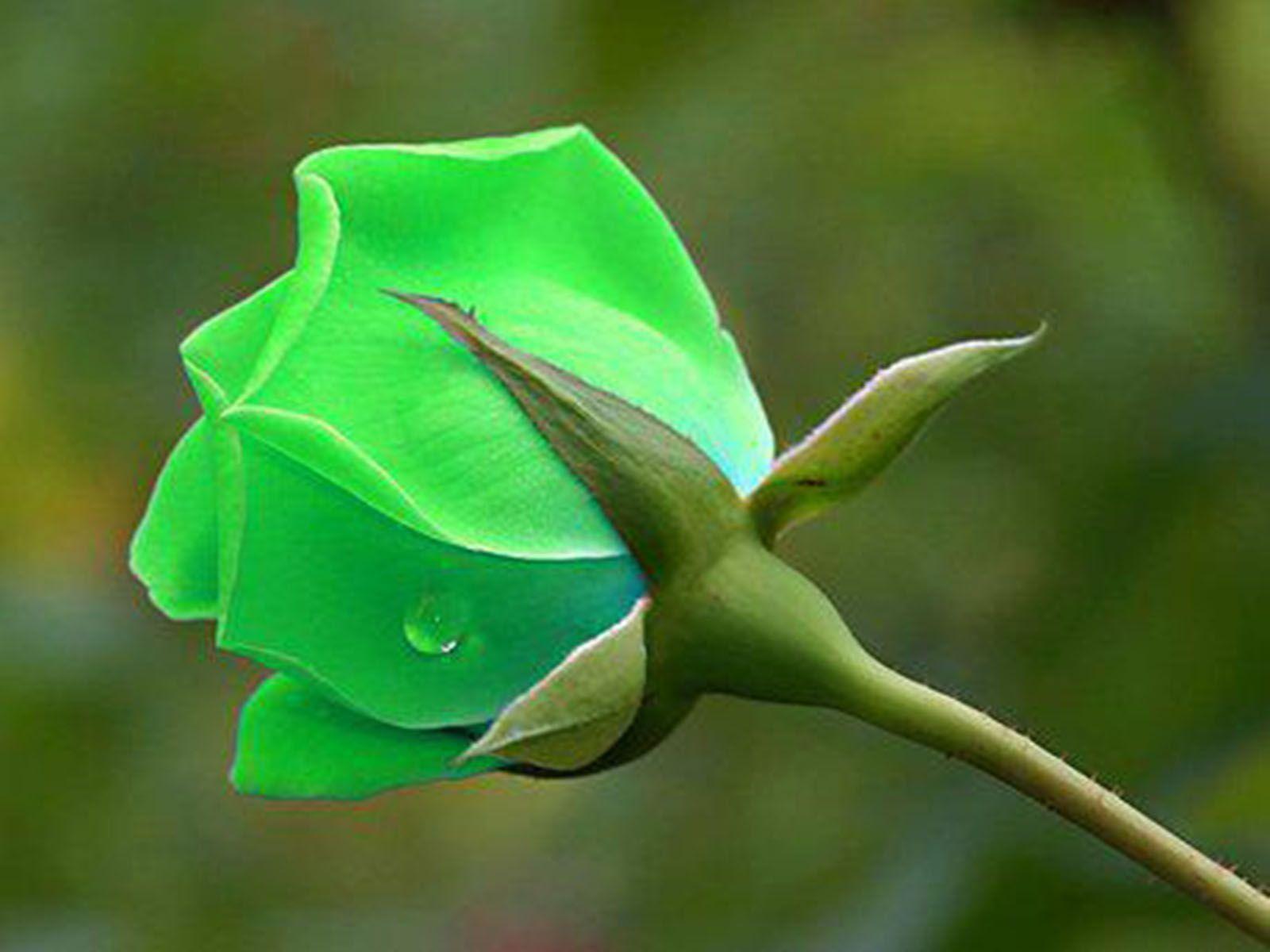 Green Roses Wallpapers