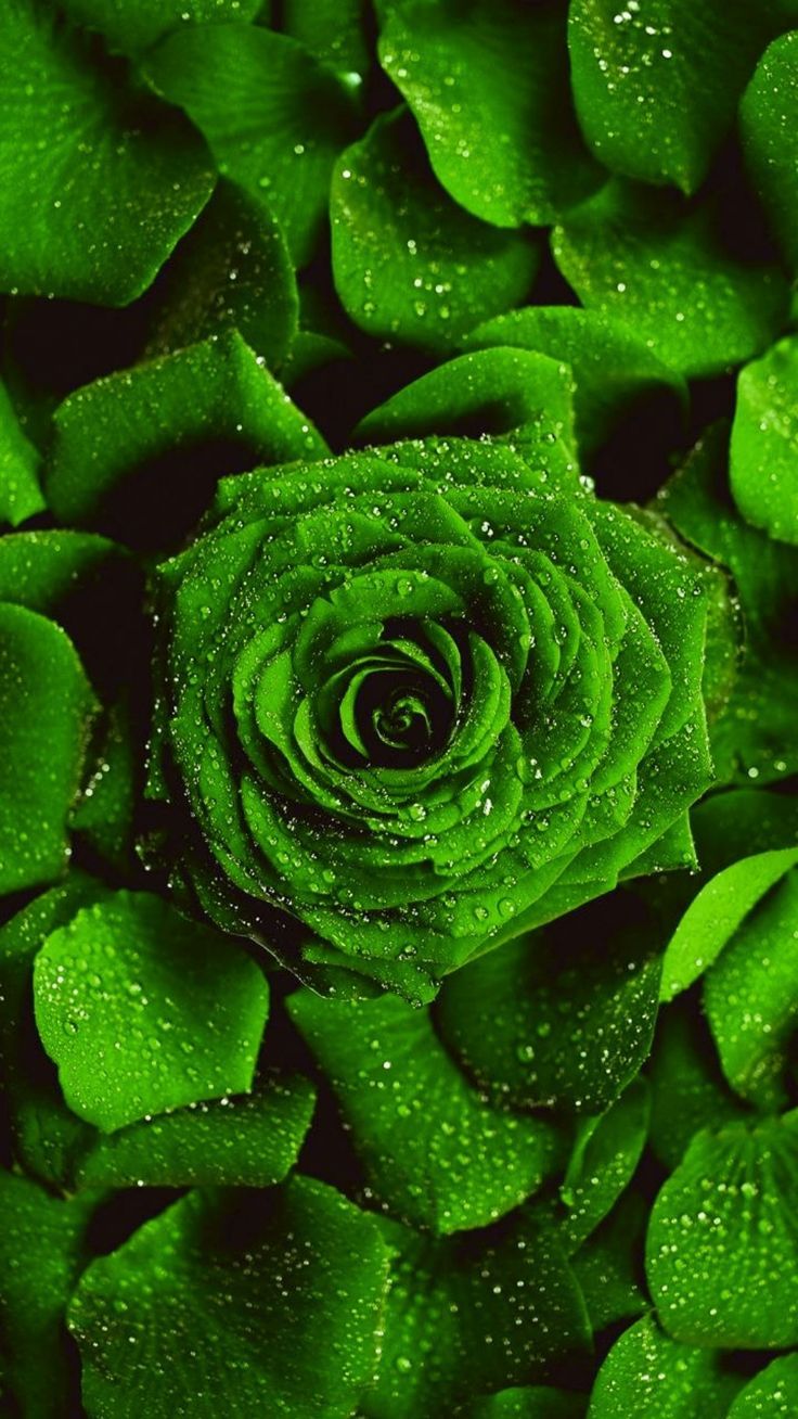 Green Roses Wallpapers