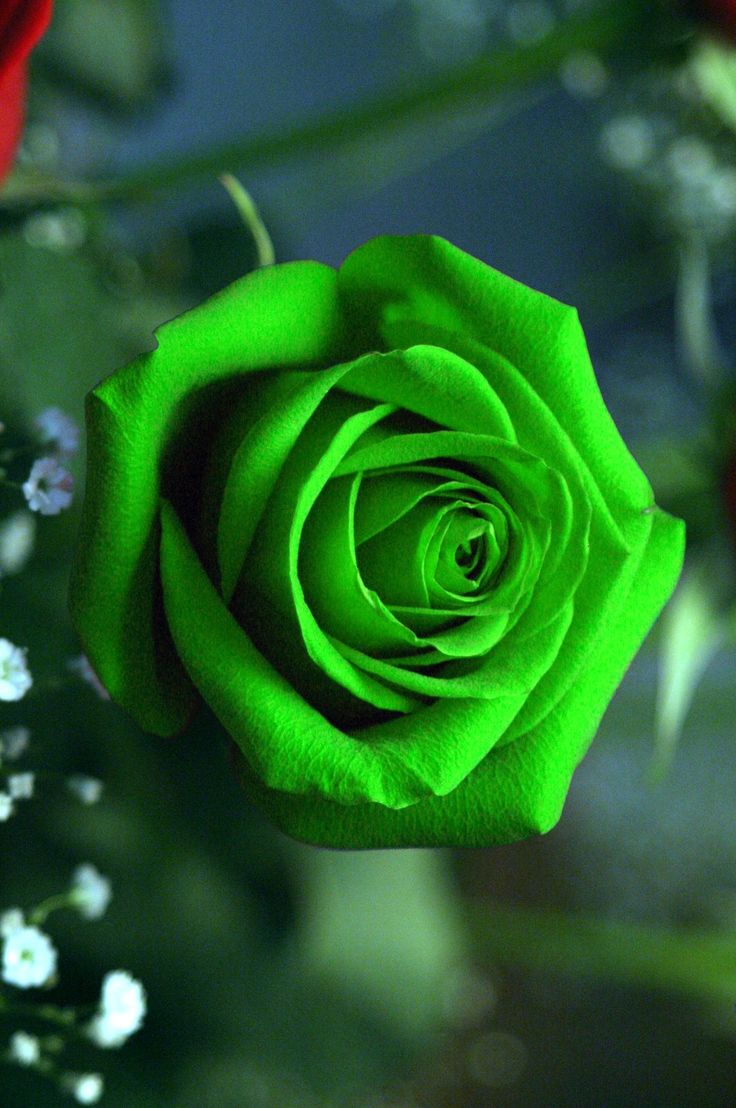 Green Roses Wallpapers