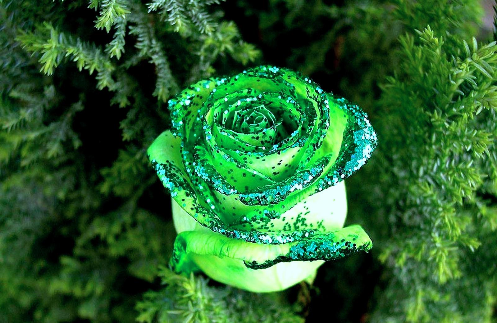 Green Roses Wallpapers