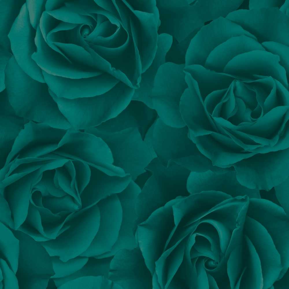 Green Roses Wallpapers