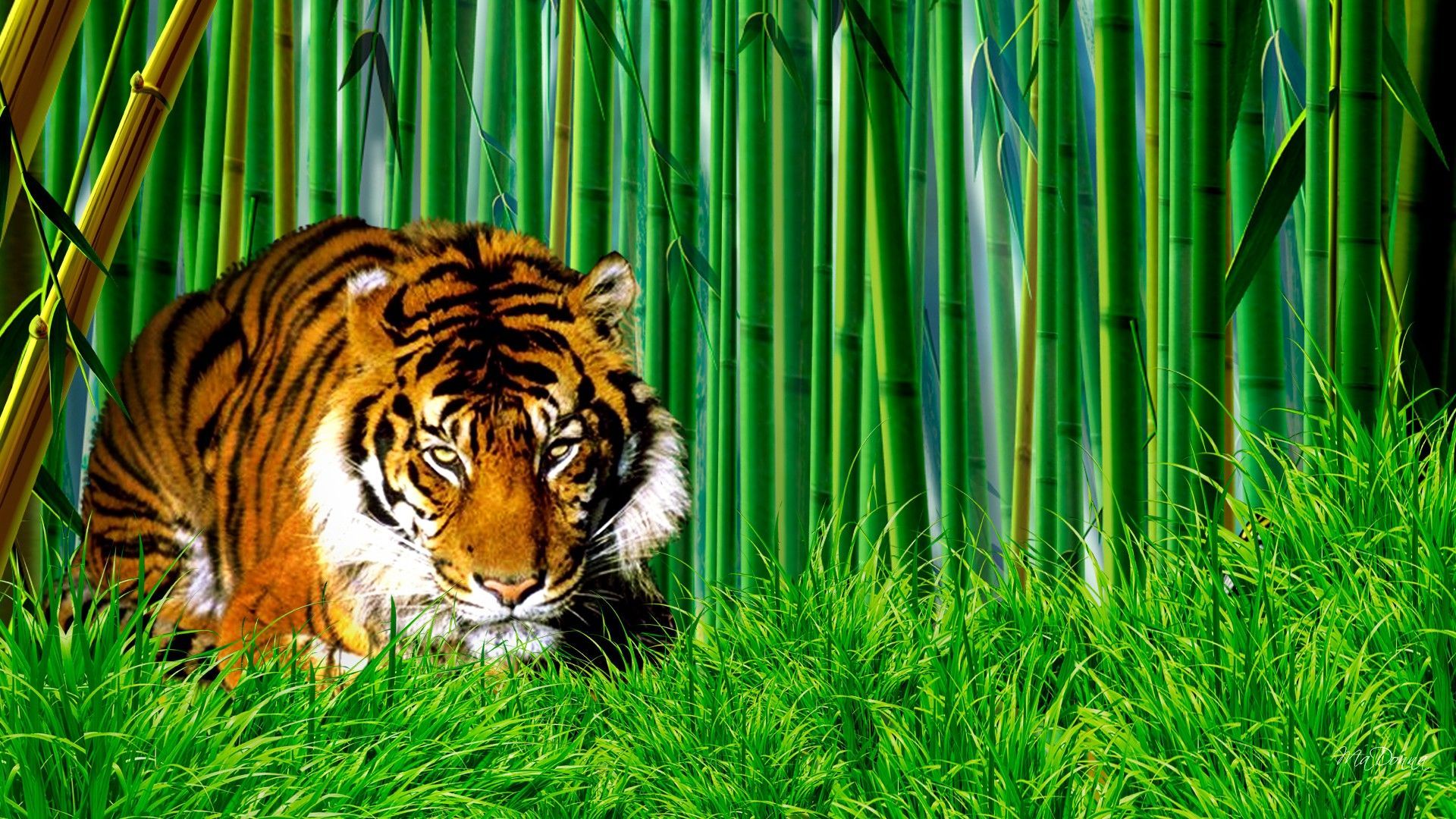 Green Tiger Wallpapers