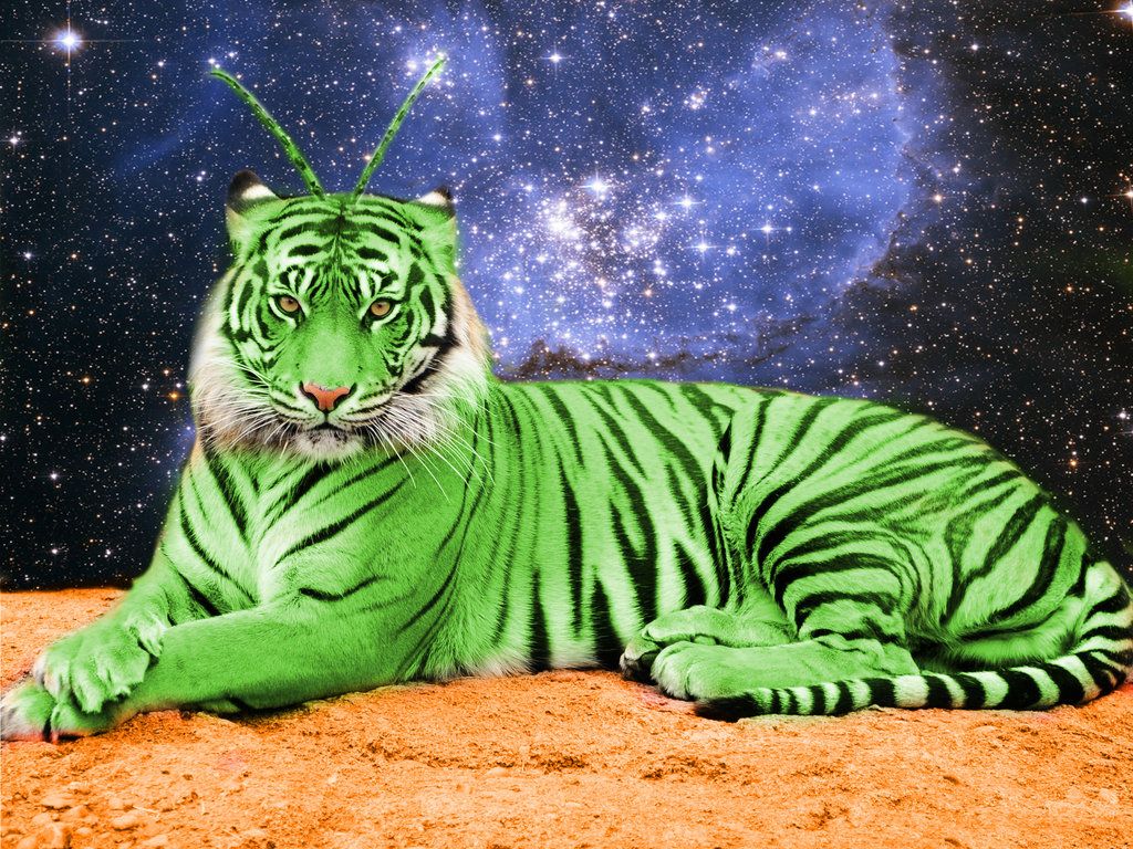 Green Tiger Wallpapers