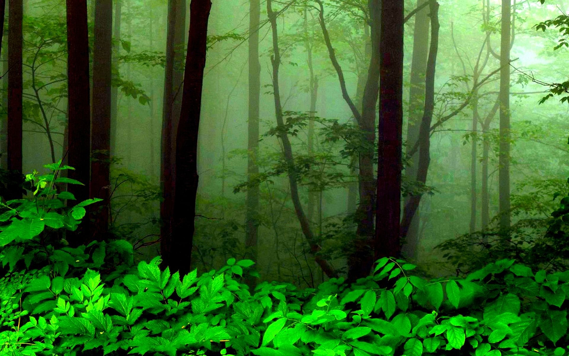 Greenery Wallpapers