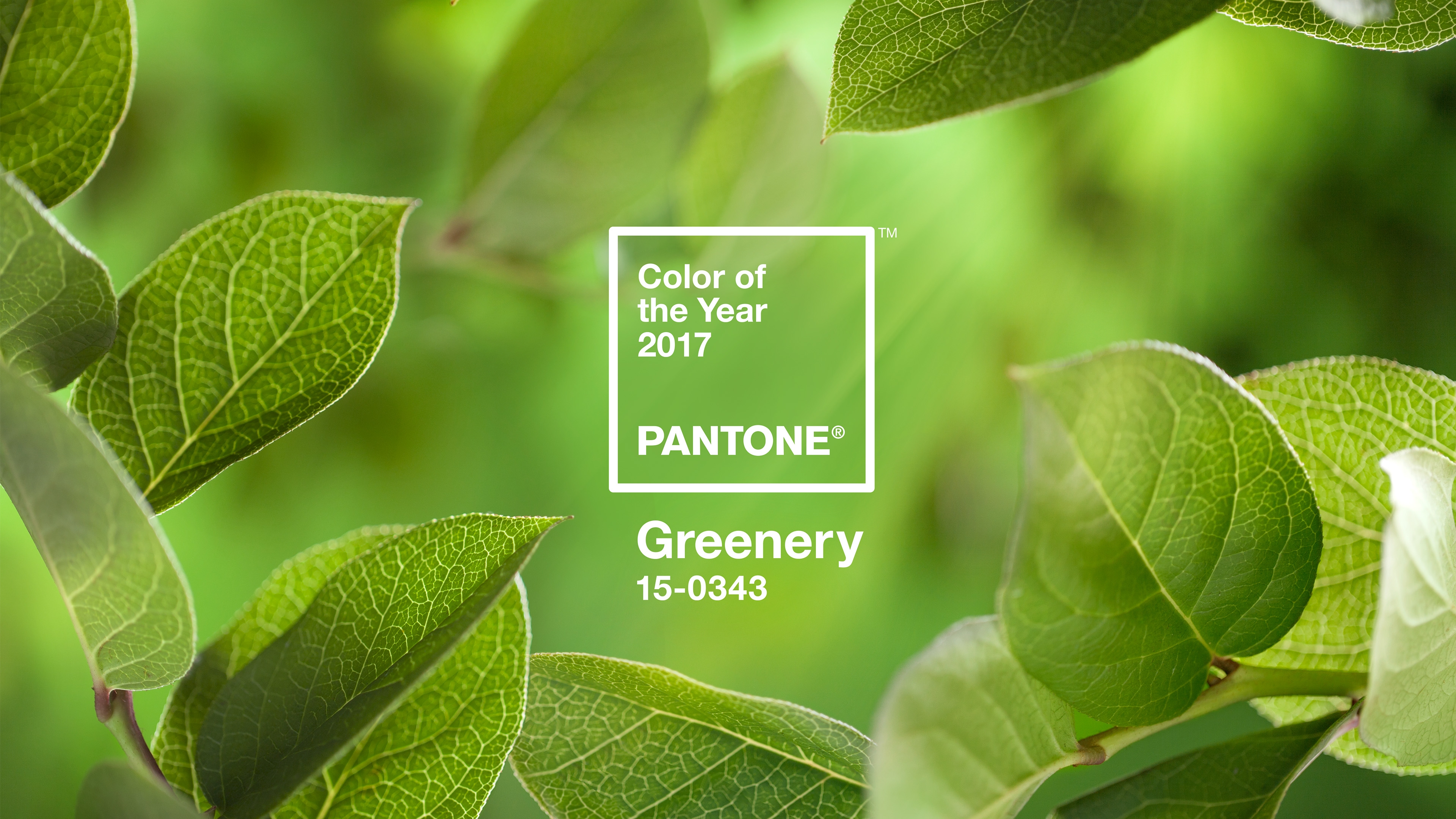 Greenery Wallpapers