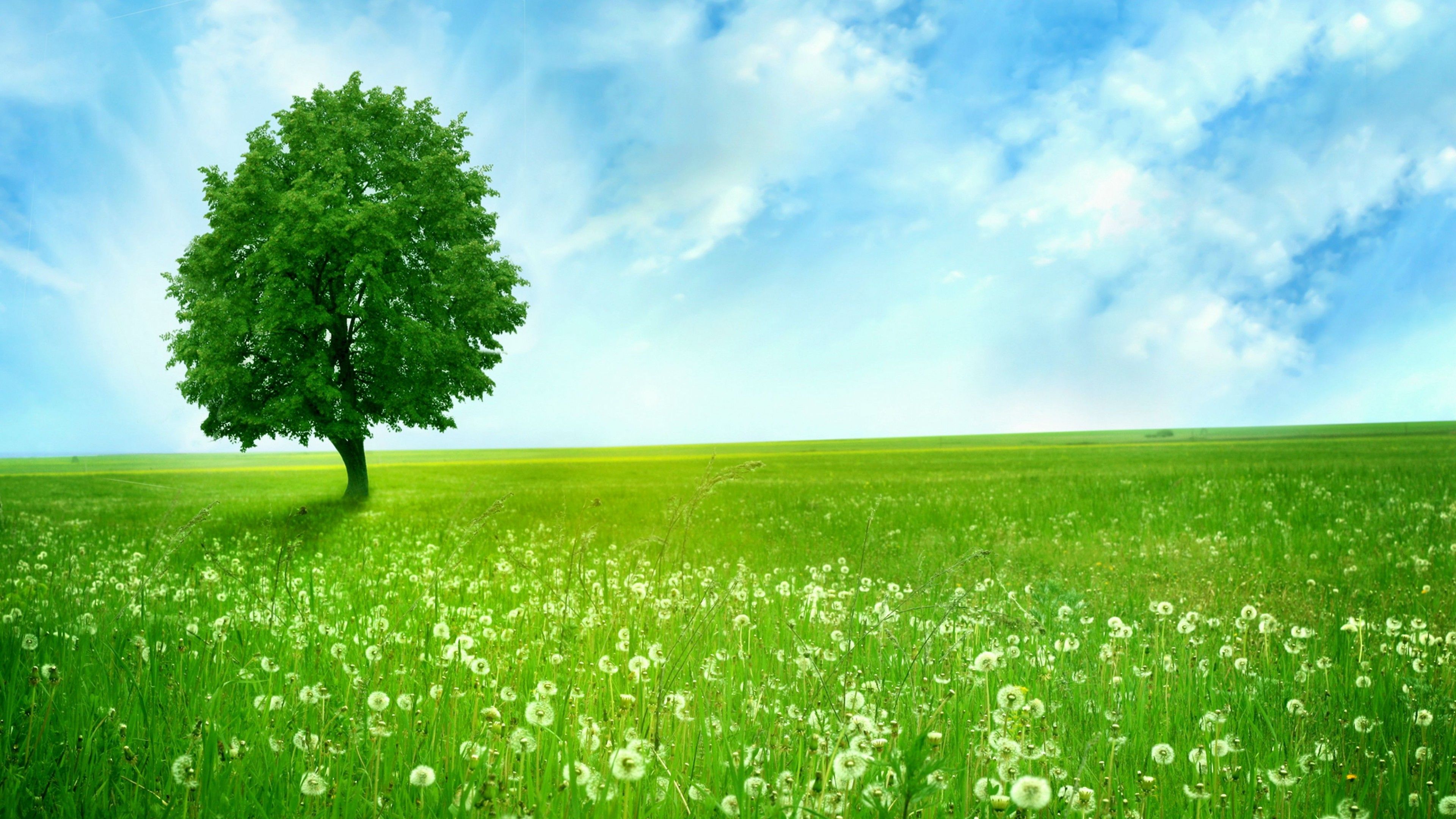 Greenery Nature Hd Wallpapers