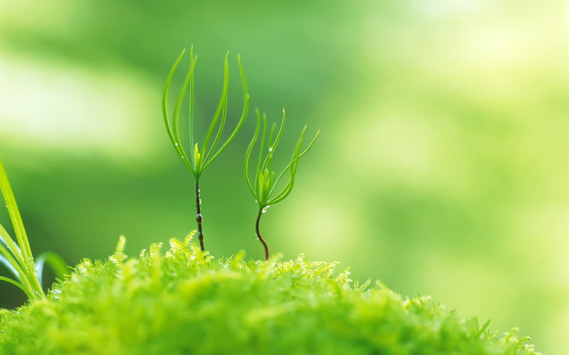 Greenery Nature Hd Wallpapers