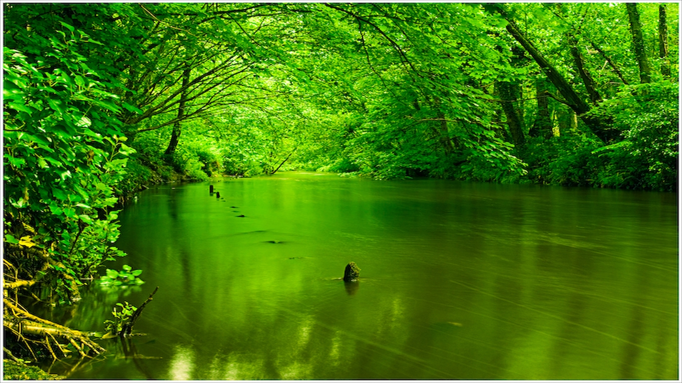 Greenery Nature Hd Wallpapers