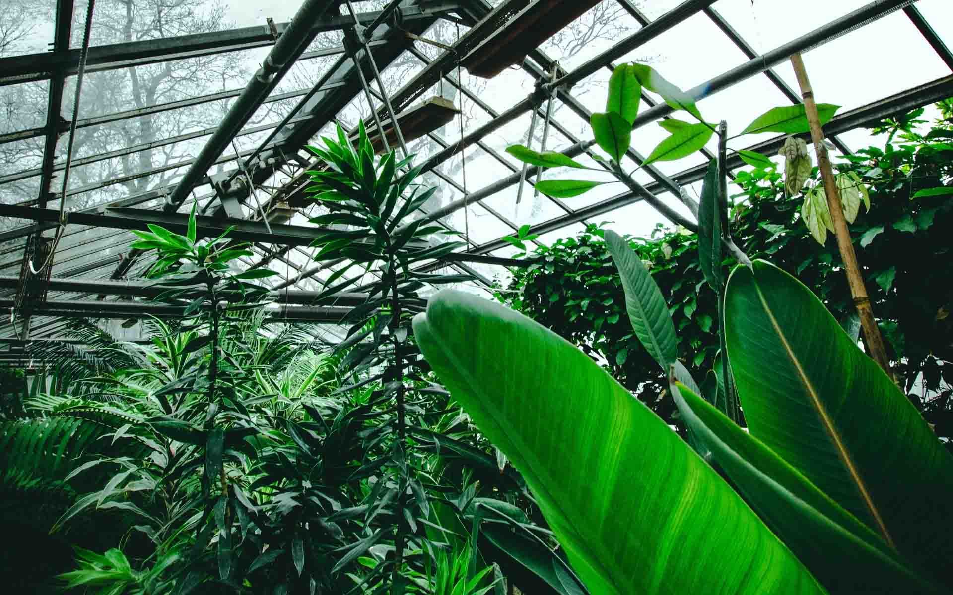 Greenhouse Wallpapers