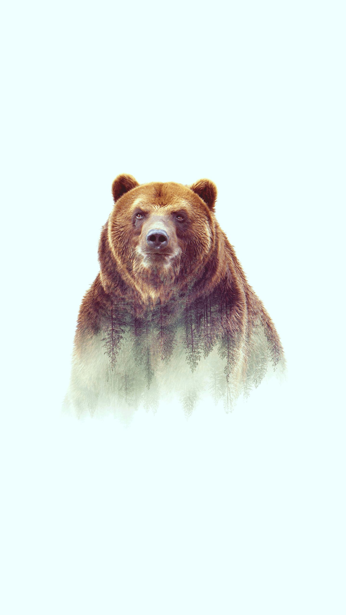 Grizzly Bear Wallpapers