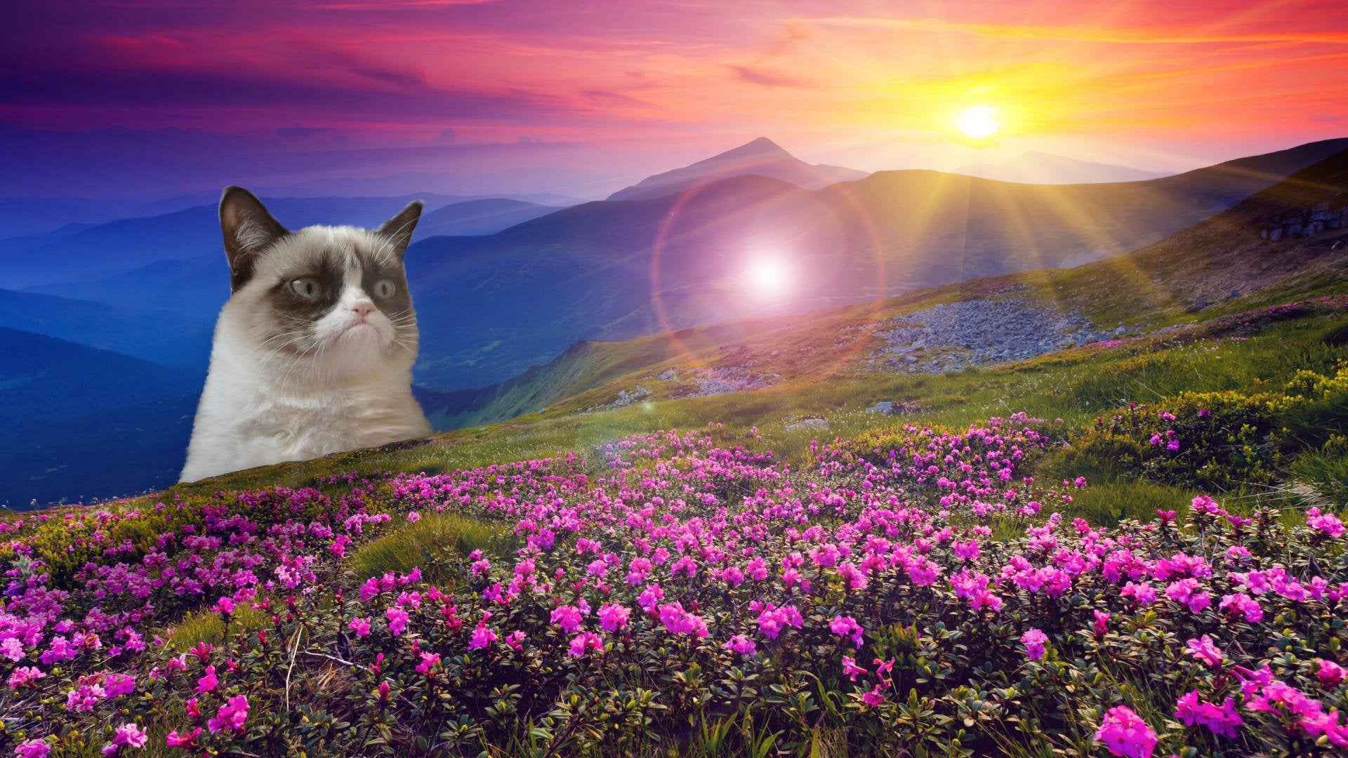 Grumpy Cat Wallpapers