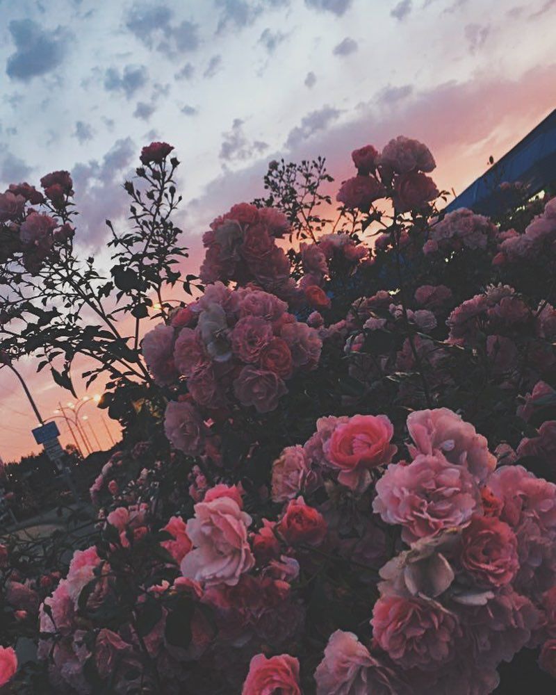 Grunge Flowers Tumblr Wallpapers