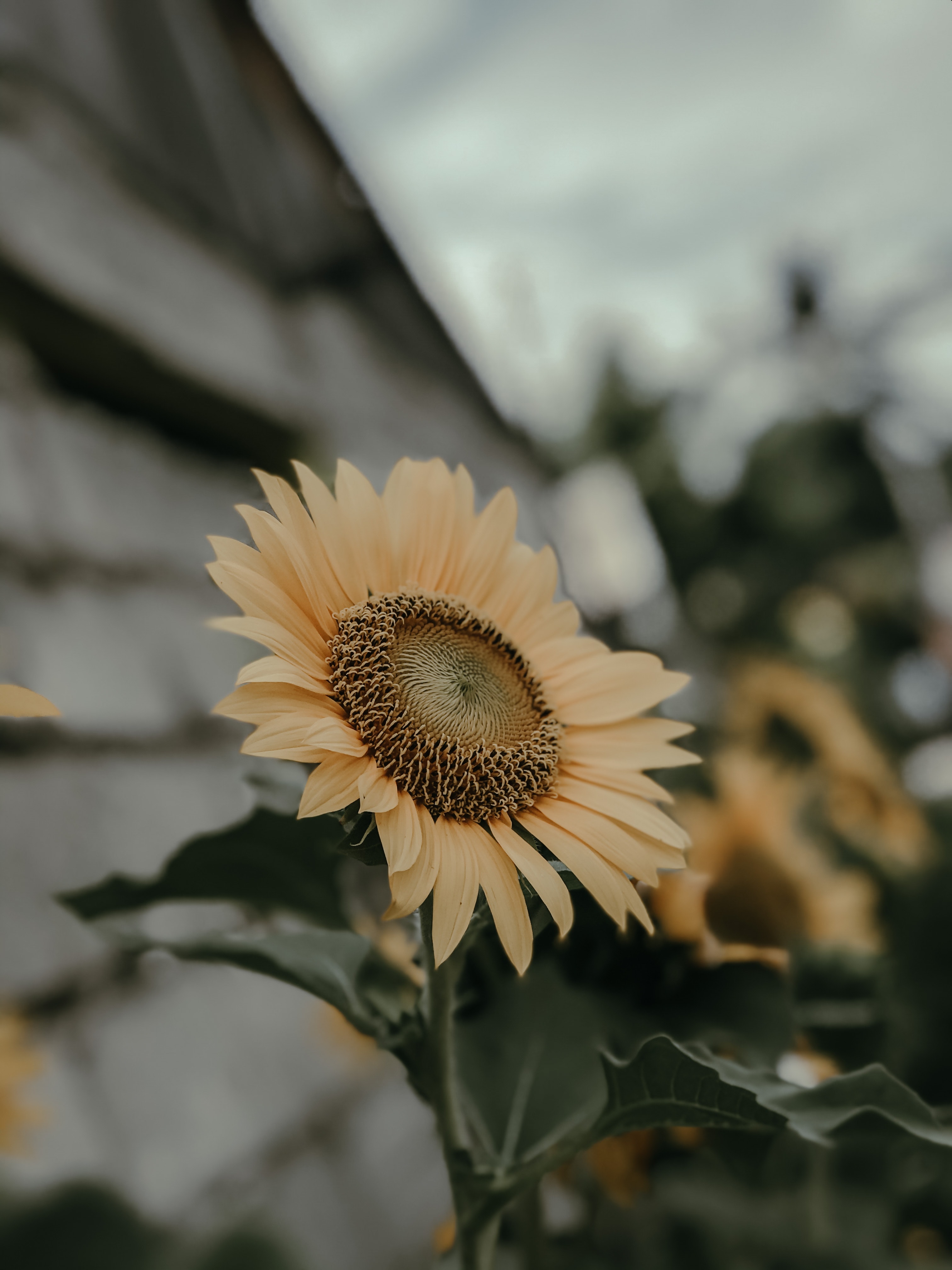 Grunge Sunflower Aesthetic Wallpapers