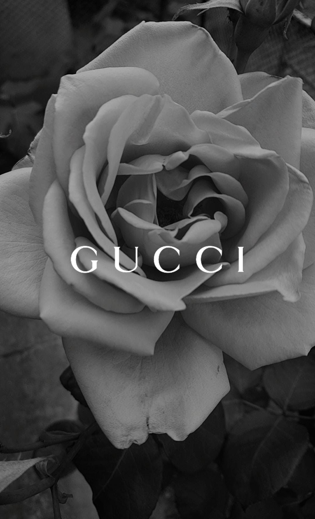 Gucci Rose Wallpapers