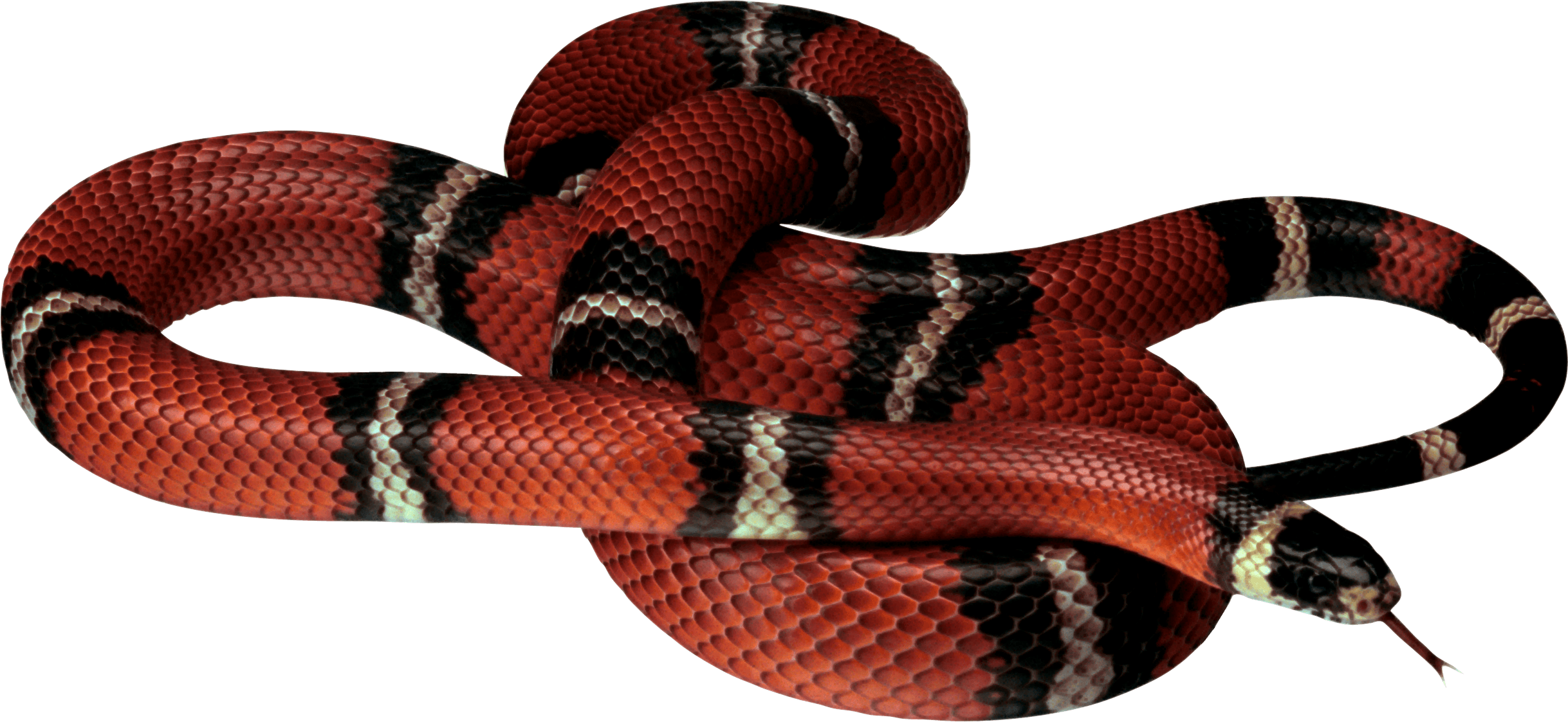 Gucci Snake Wallpapers