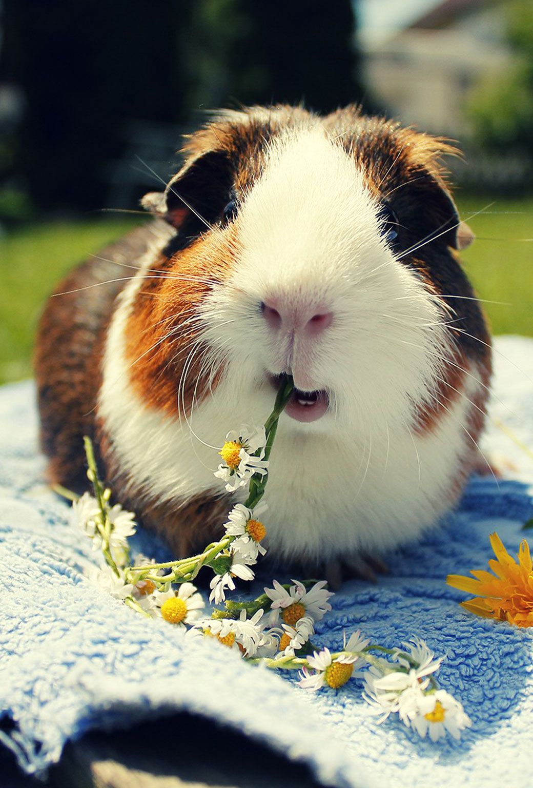 Guinea Pig Iphone Wallpapers