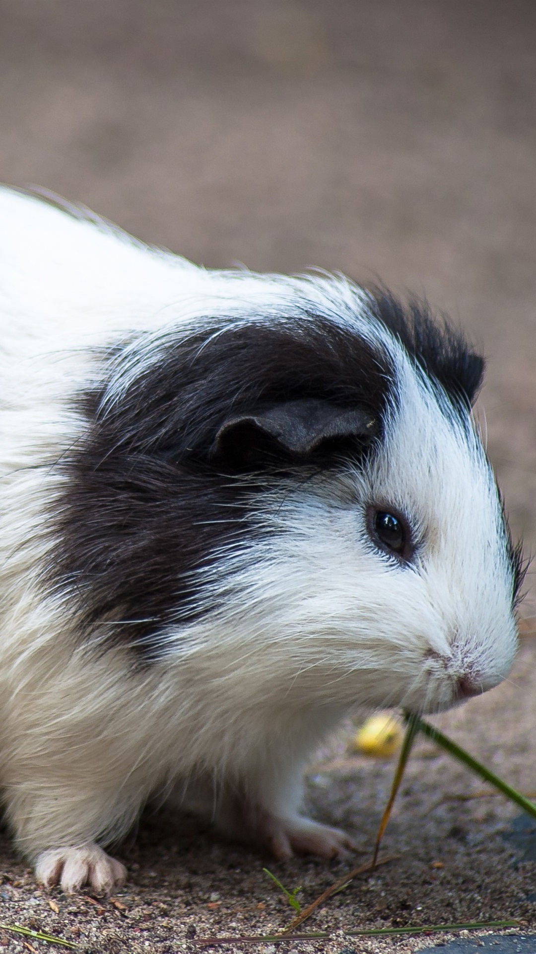 Guinea Pig Iphone Wallpapers