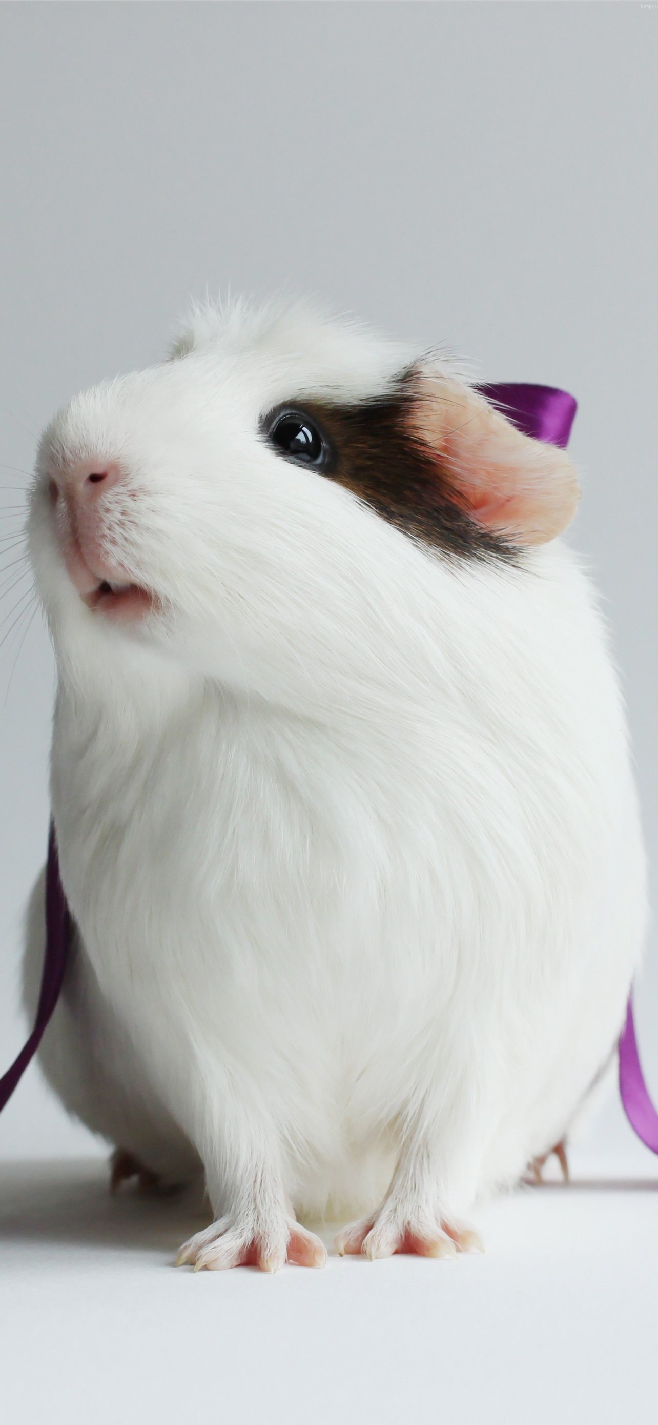 Guinea Pig Iphone Wallpapers