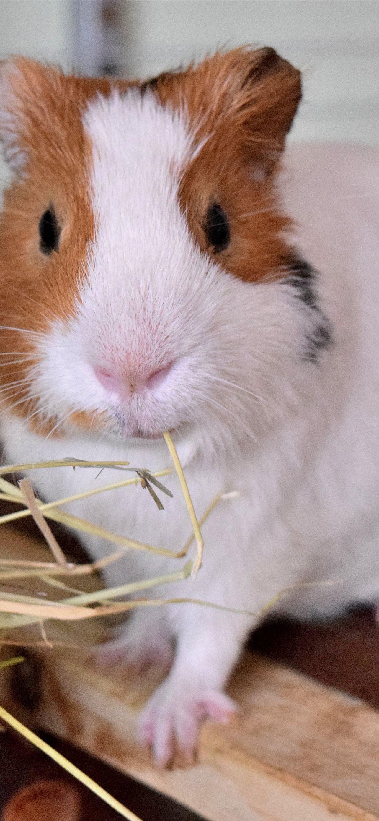 Guinea Pig Iphone Wallpapers