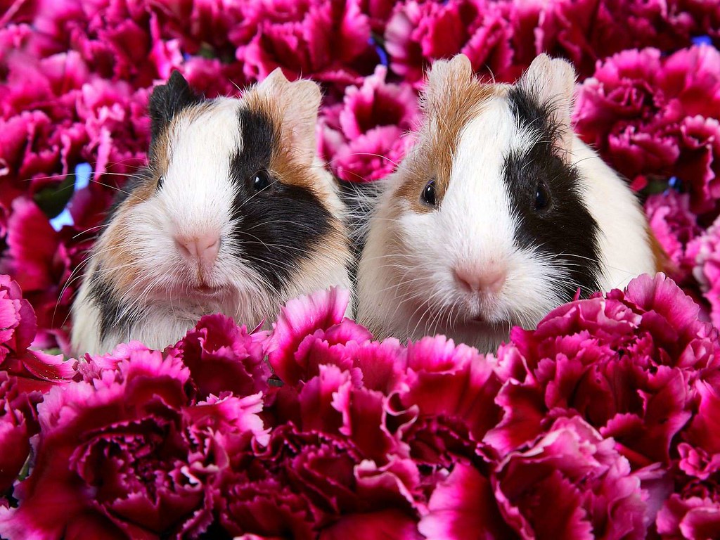 Guinea Pig Iphone Wallpapers