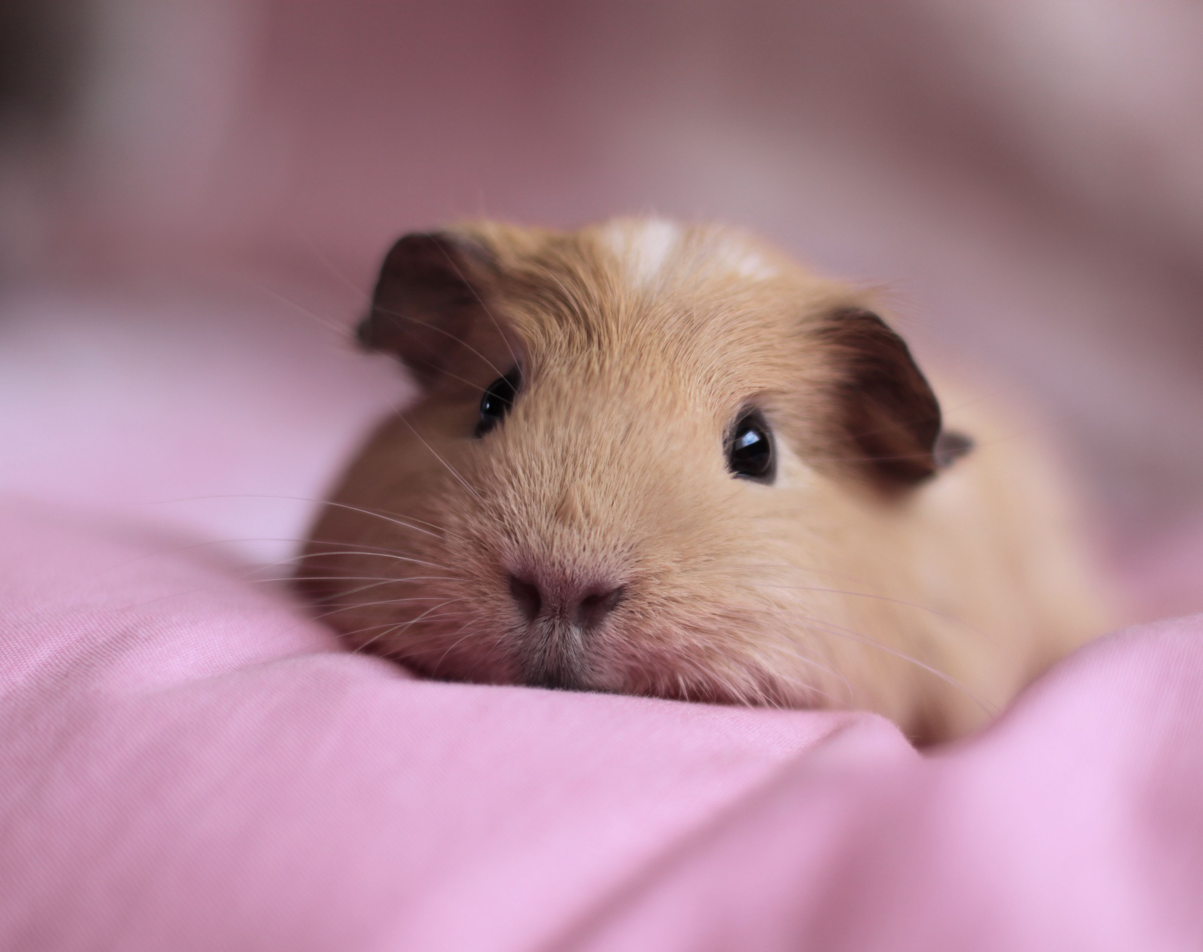 Guinea Pig Iphone Wallpapers