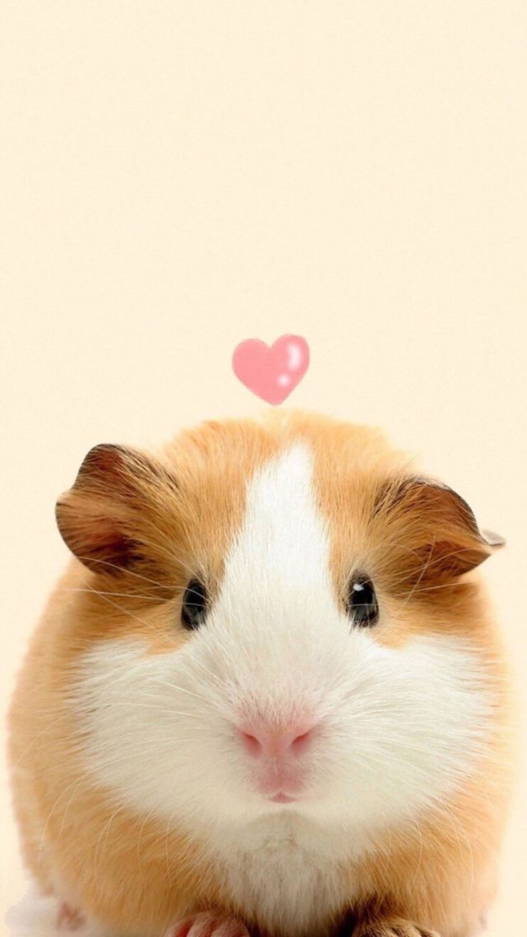 Guinea Pig Iphone Wallpapers