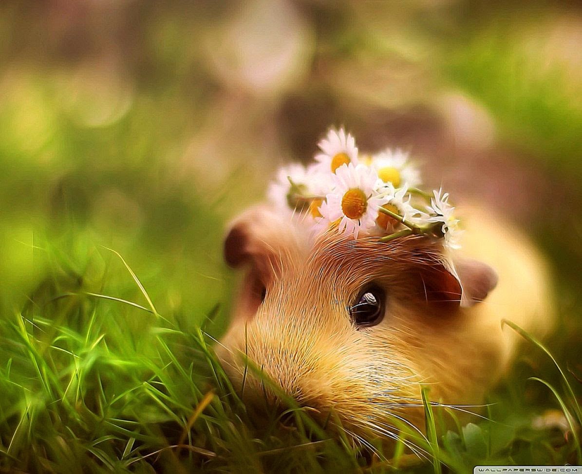 Guinea Pig Iphone Wallpapers