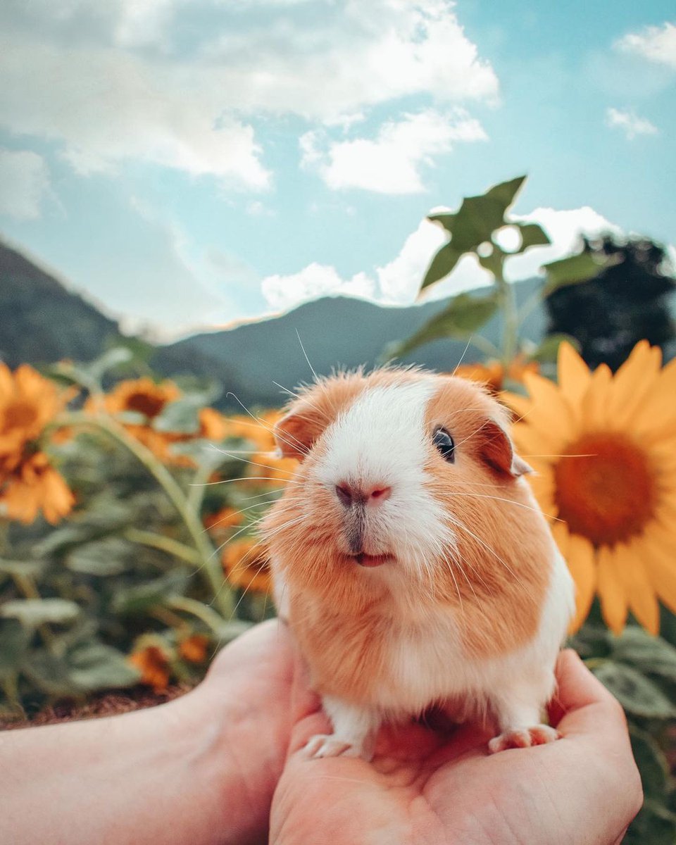 Guinea Pig Iphone Wallpapers